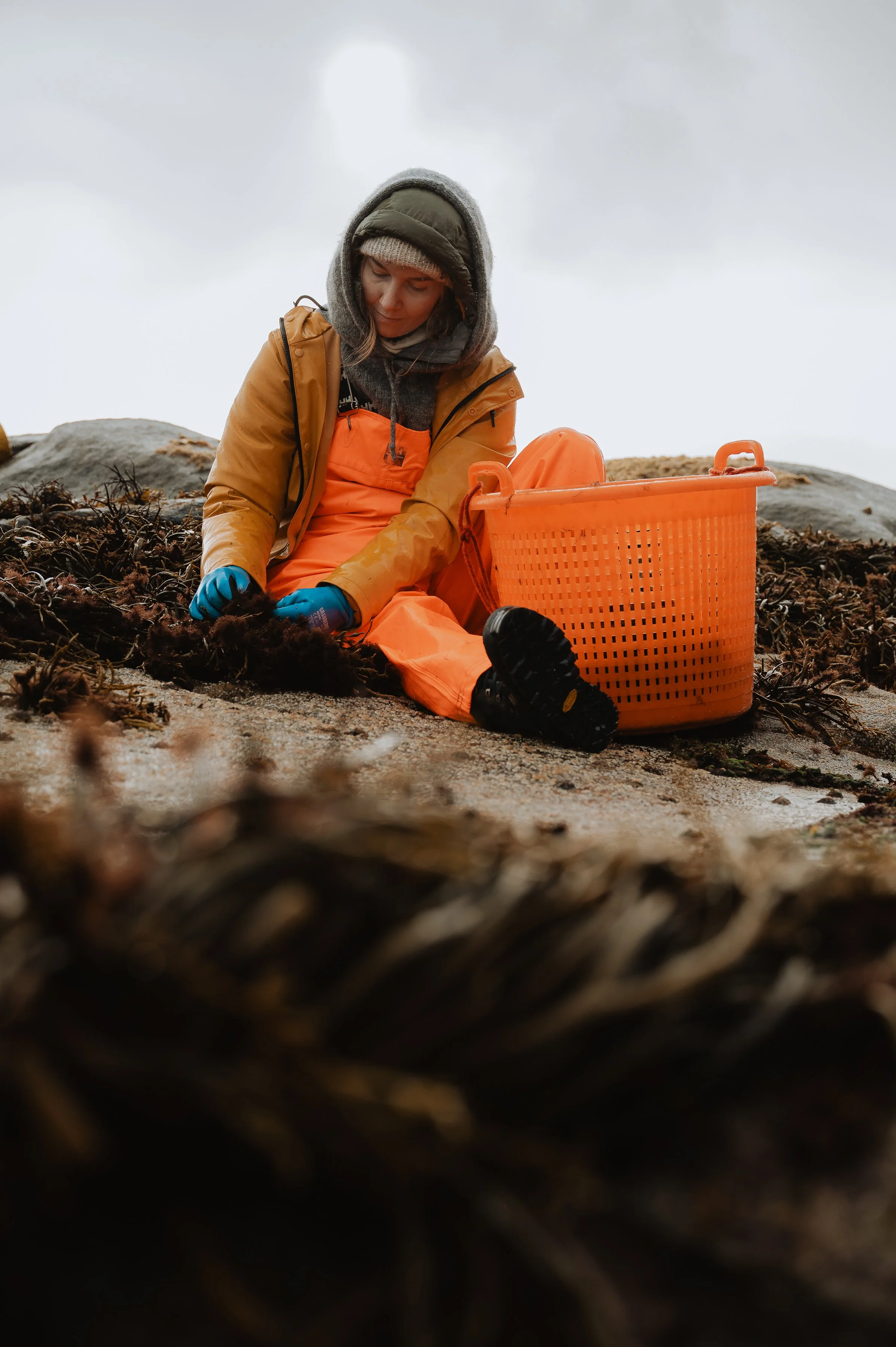 LofotenSeaweed-39.jpg