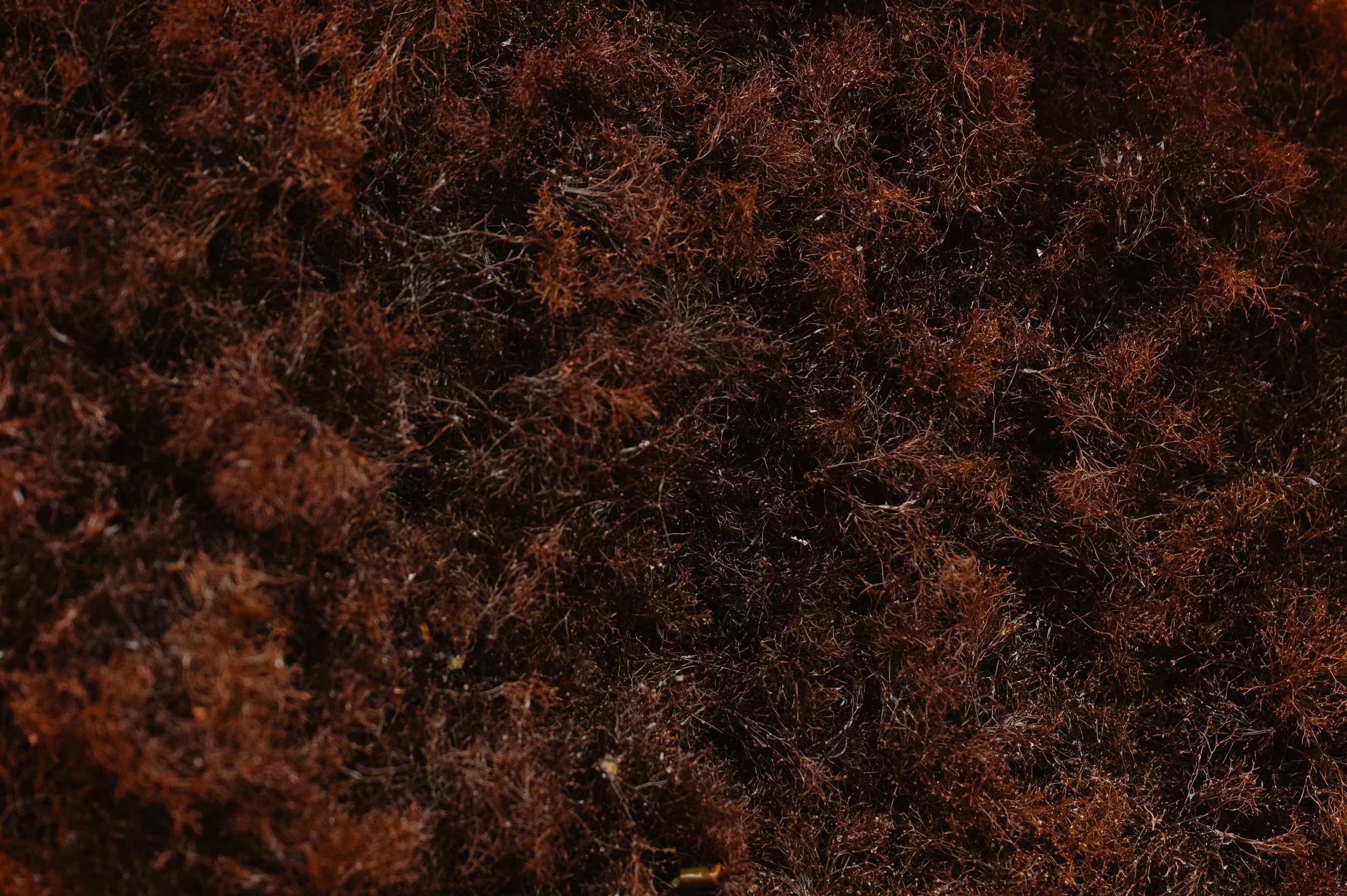 LofotenSeaweed-47.jpg