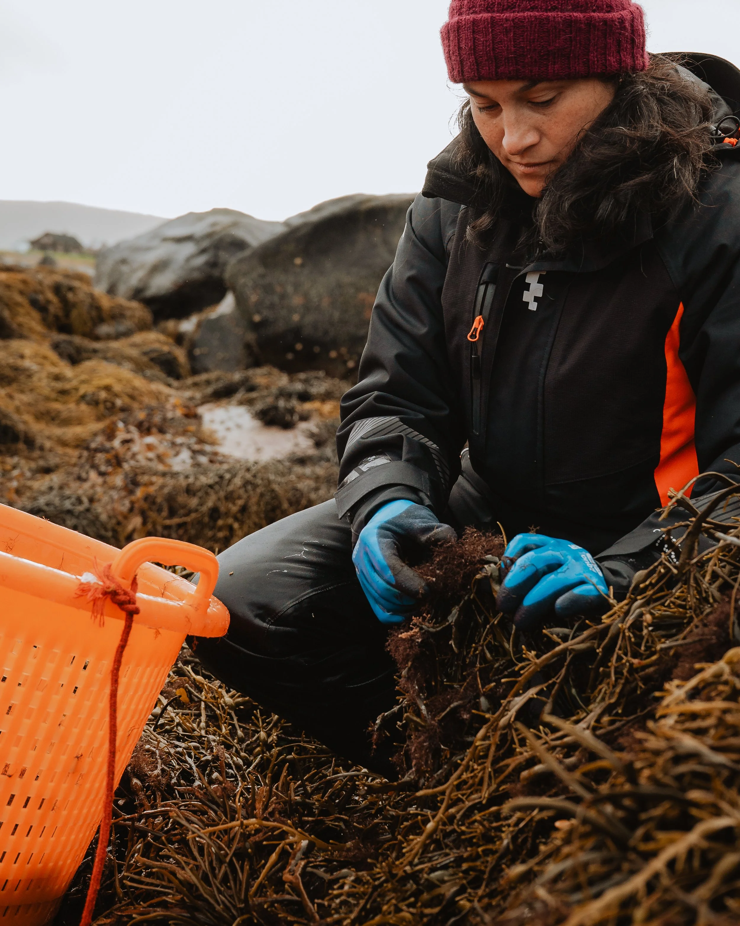 LofotenSeaweed-19.jpg