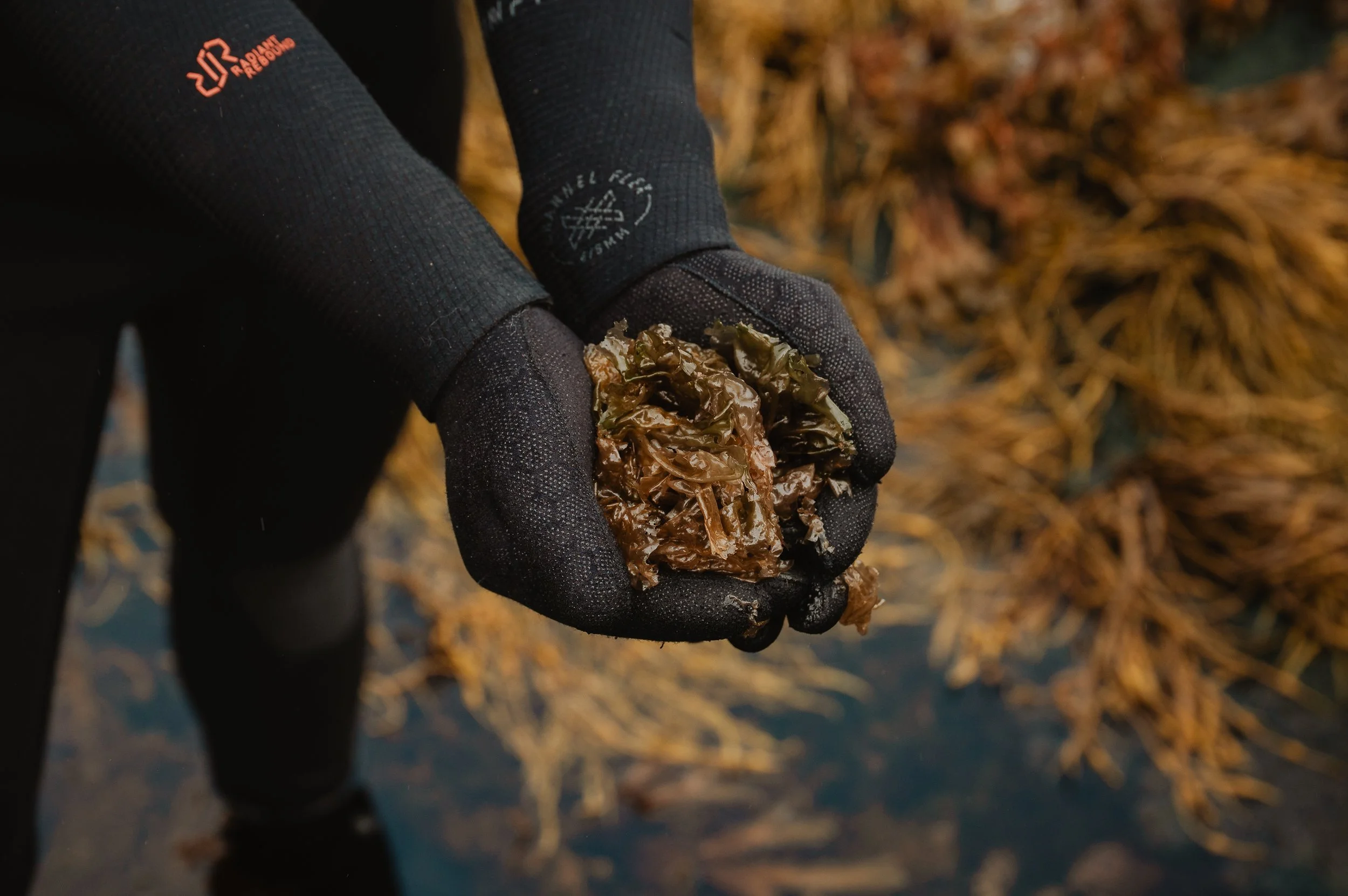LofotenSeaweed-7.jpg
