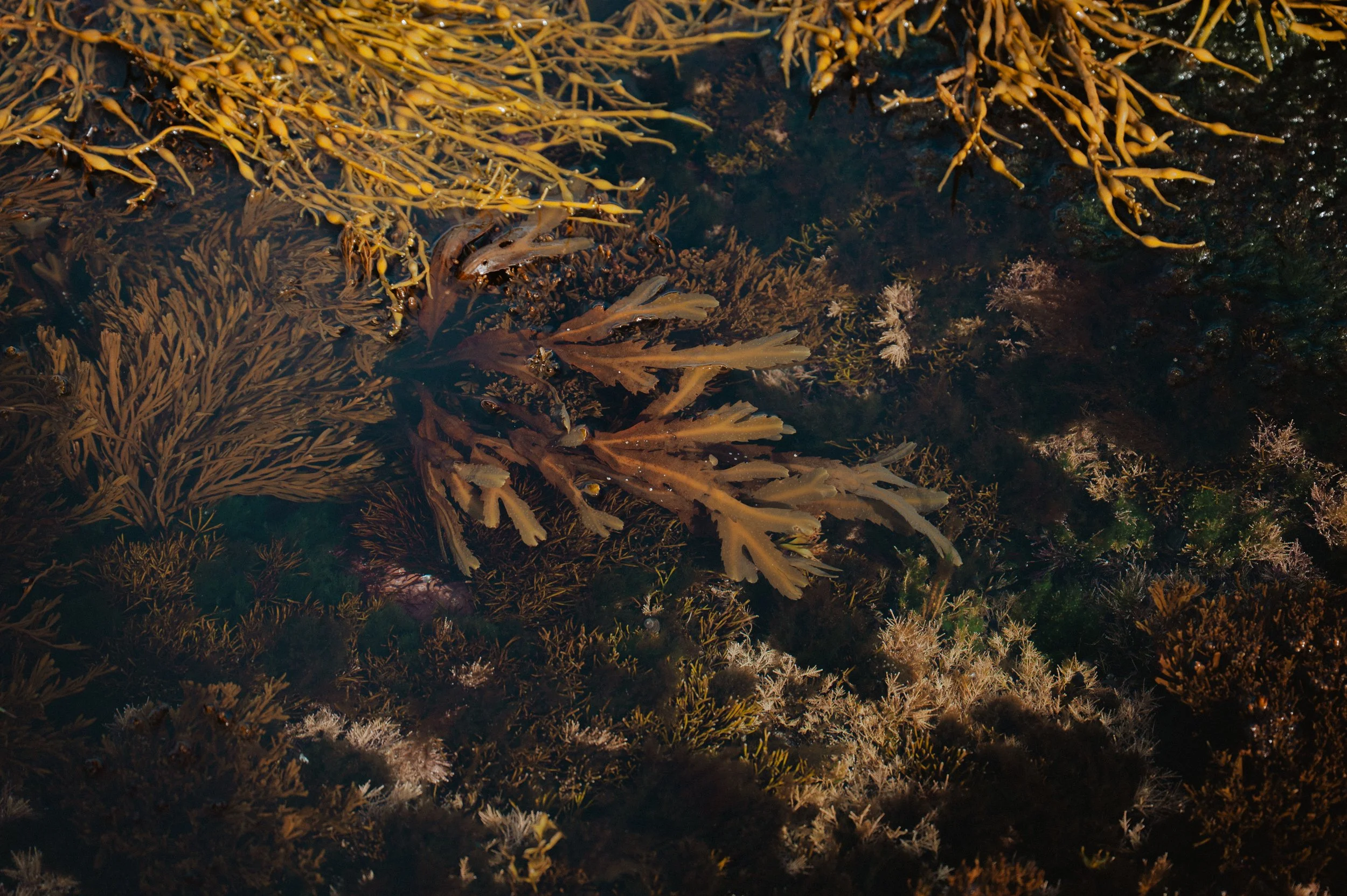 LofotenSeaweed-76.jpg
