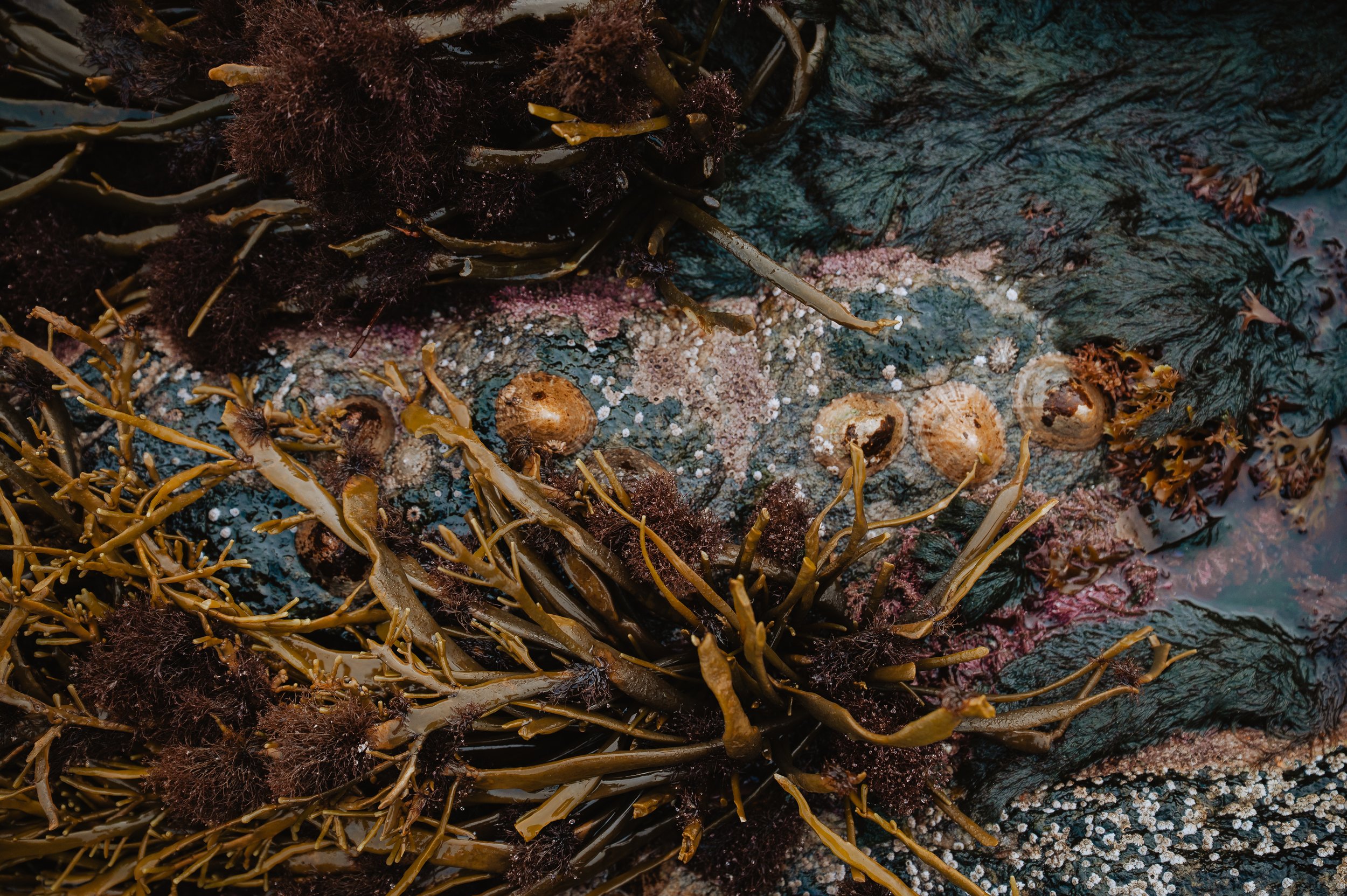 LofotenSeaweed-8.jpg