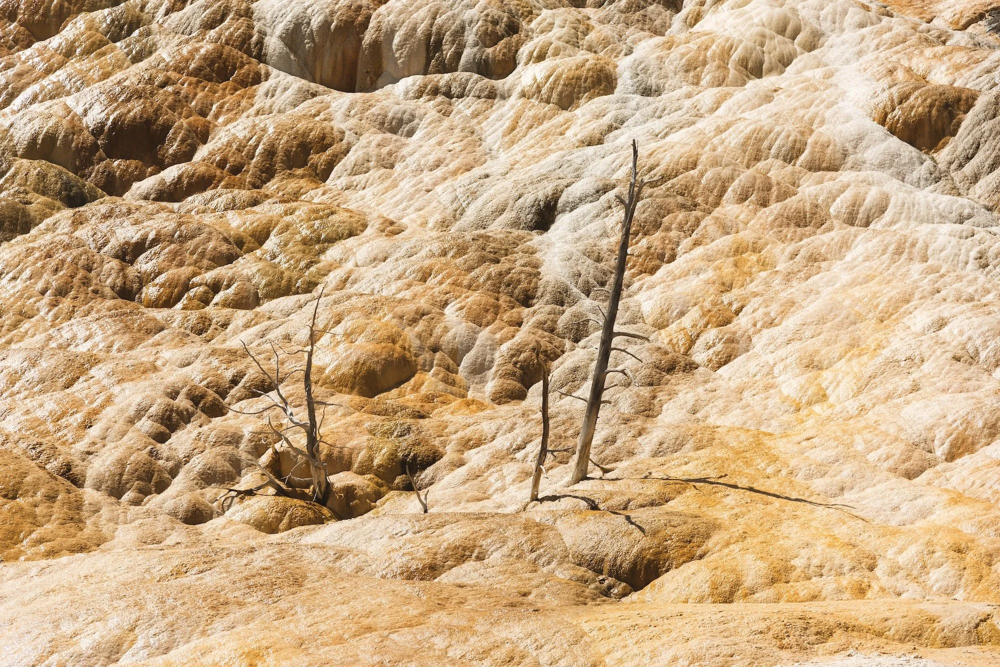 Dry, rocky landscape with two dead, leafless trees and rugged textured terrain in shades of beige and brown.
