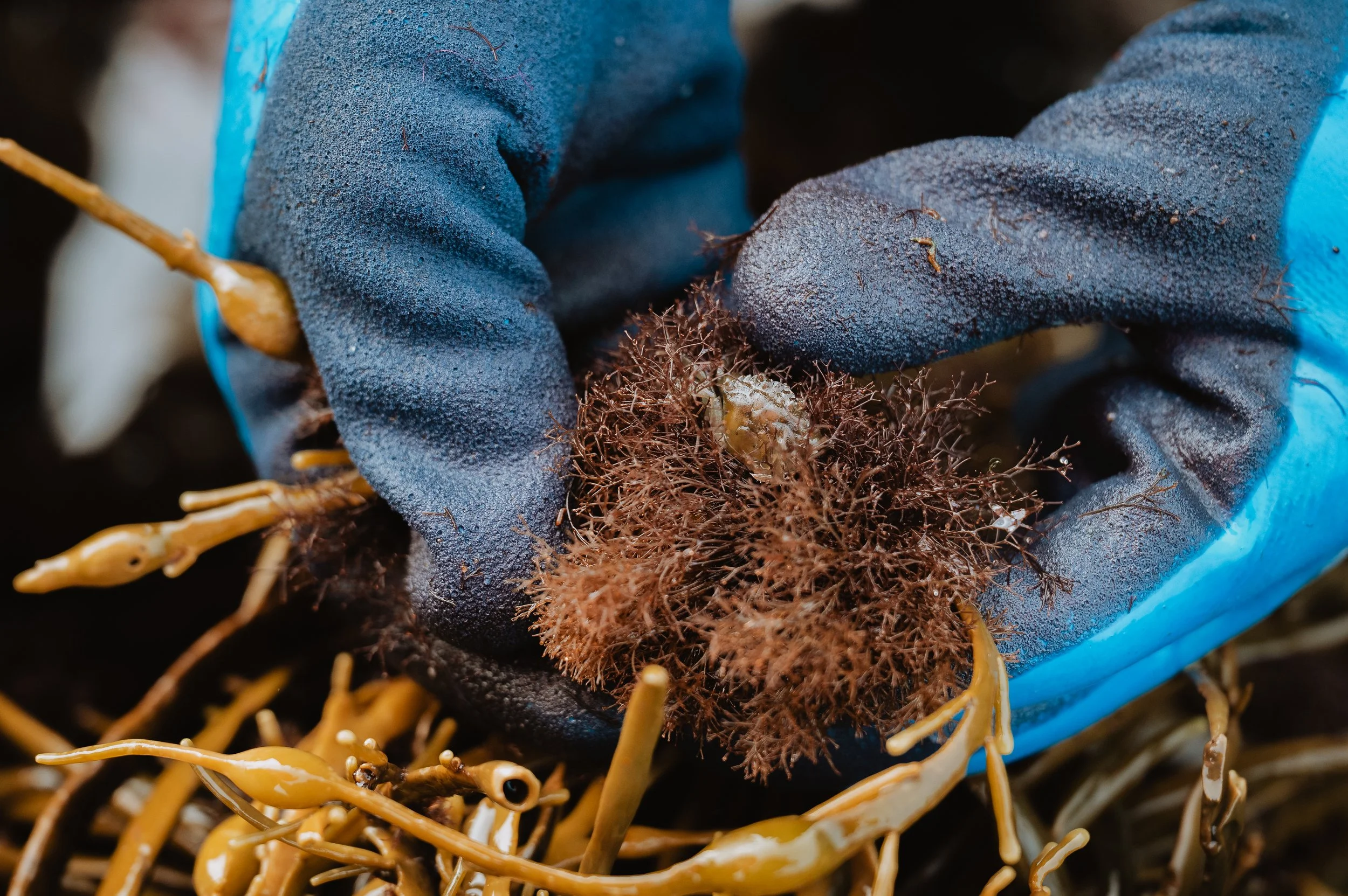 LofotenSeaweed-48.jpg