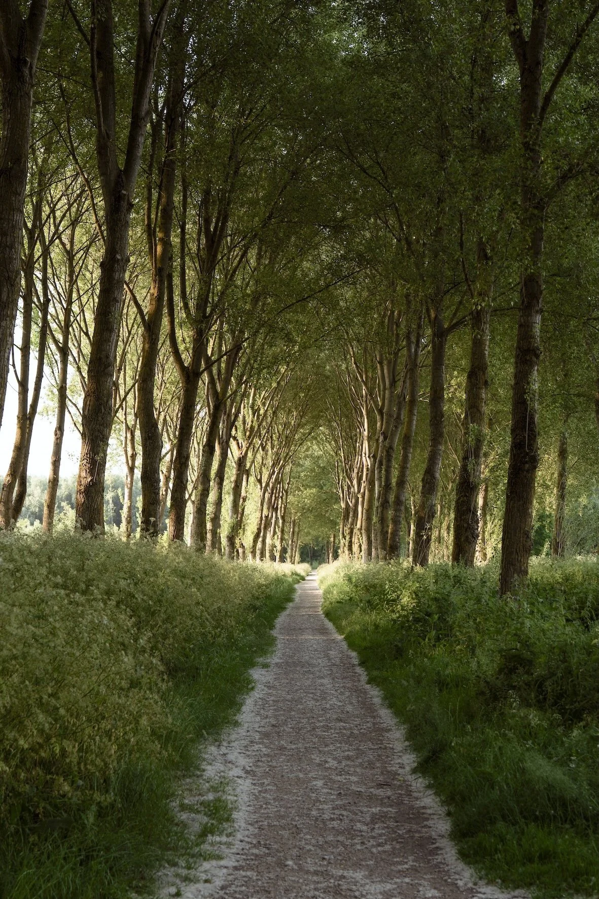 Allee von Bäumen mit einem Pfad in der Mitte