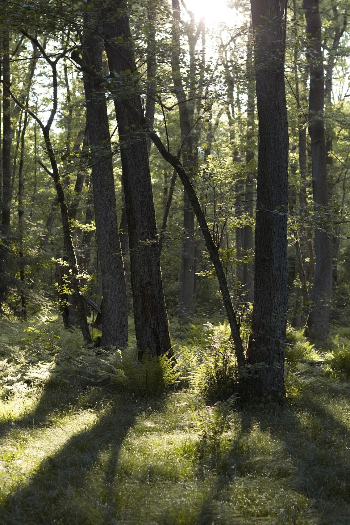 Sonnenlicht strahlt durch einen Laubwald, Schatten der Bäume auf grünem Gras.