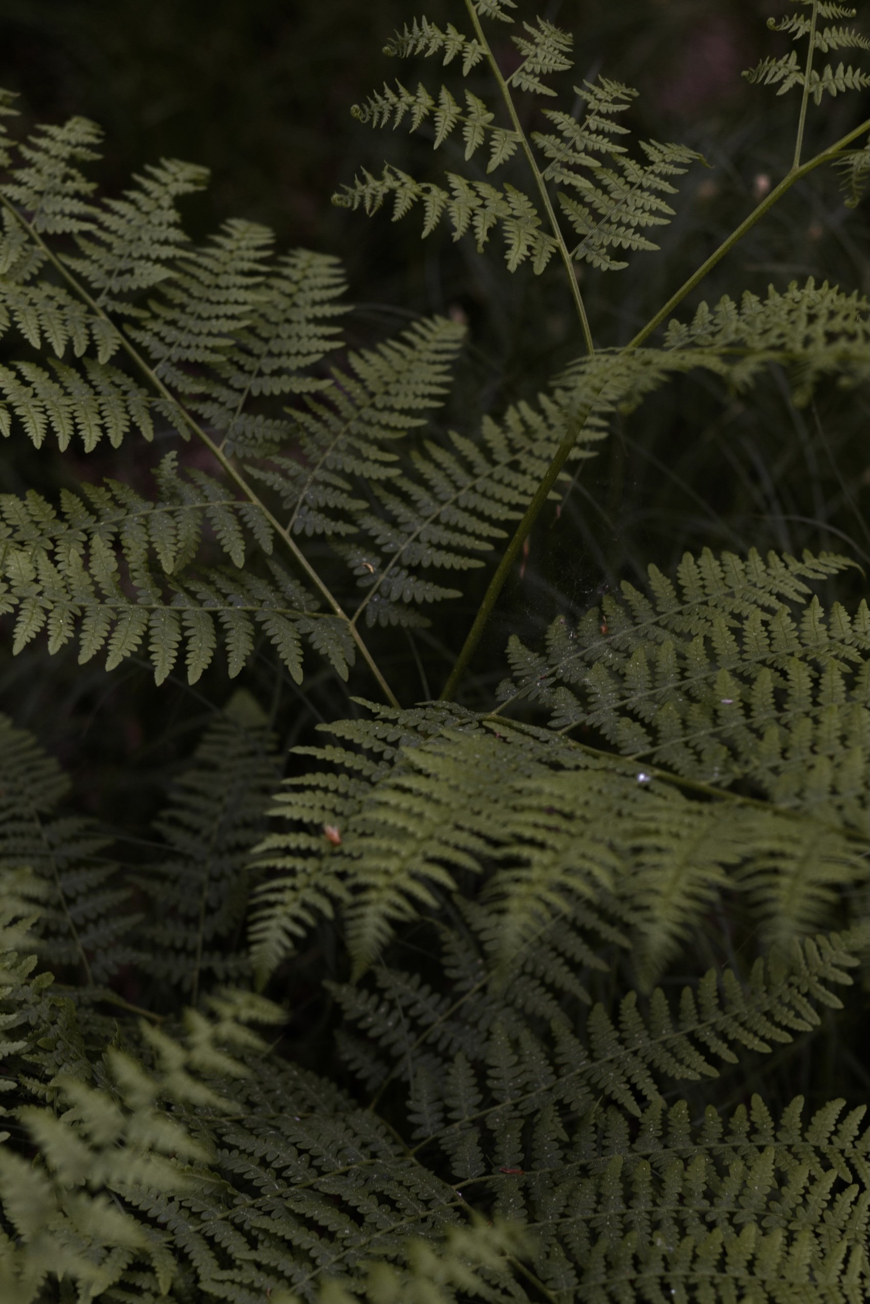 Hellgrüne Farnzweige vor dunklem Waldboden
