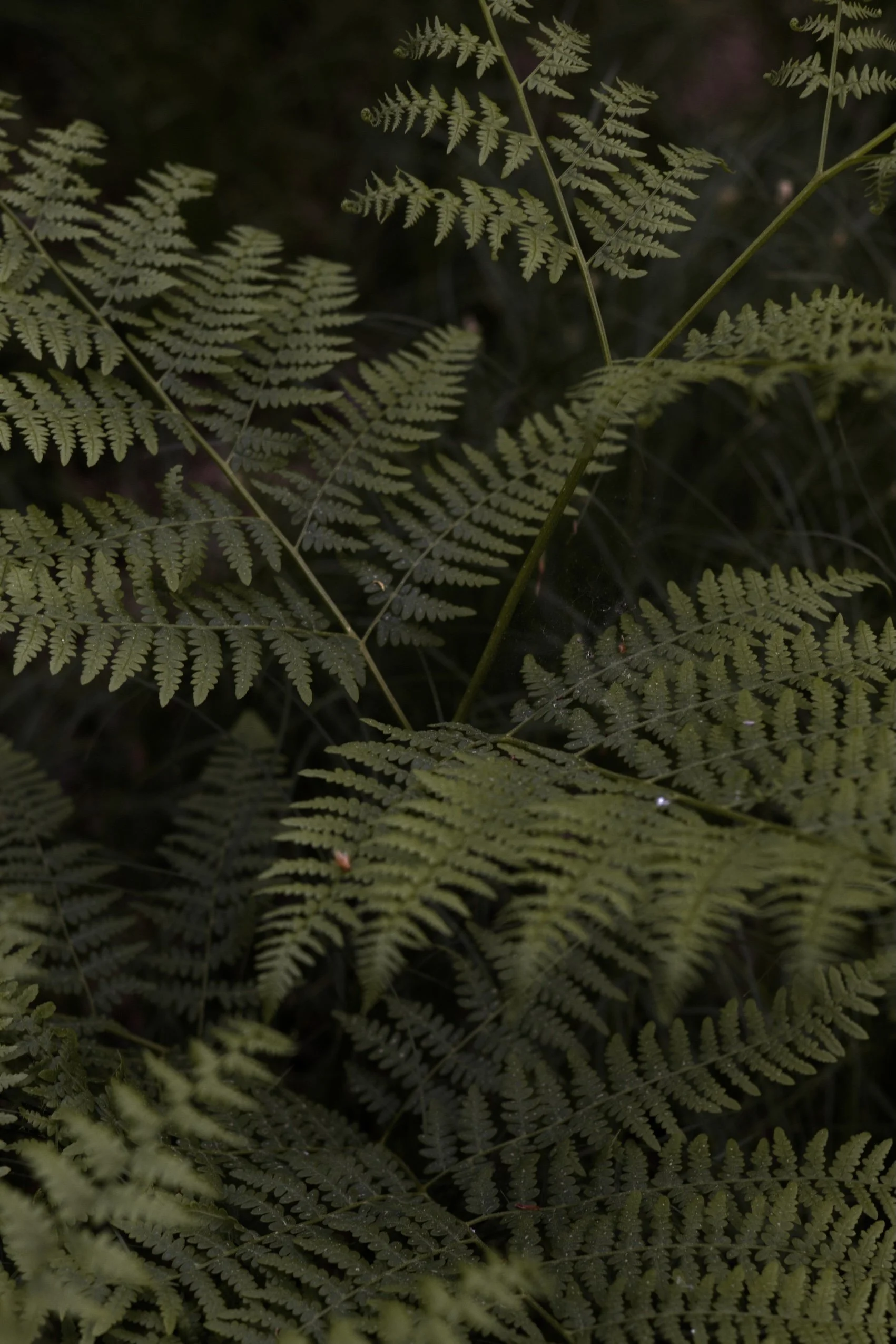 Hellgrüne Farnzweige vor dunklem Waldboden