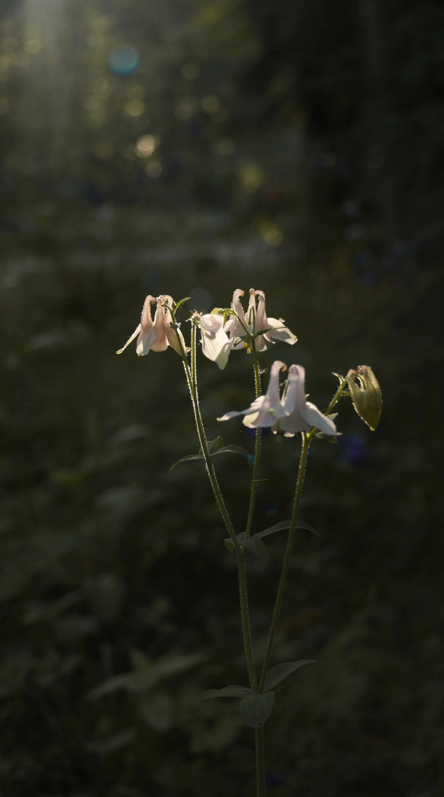 Kleine Gruppe Elfenblumen im Spotlight des Sonnenscheins vor dunklem Wald