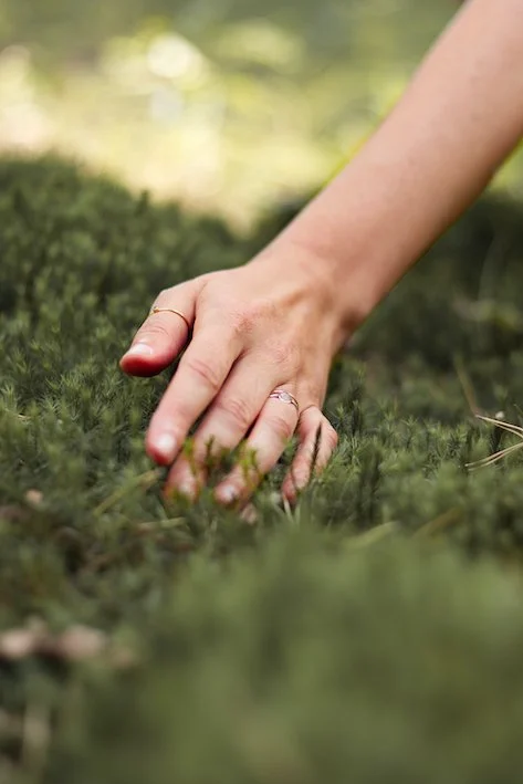 Hand streicht zärtlich über Waldboden Moss