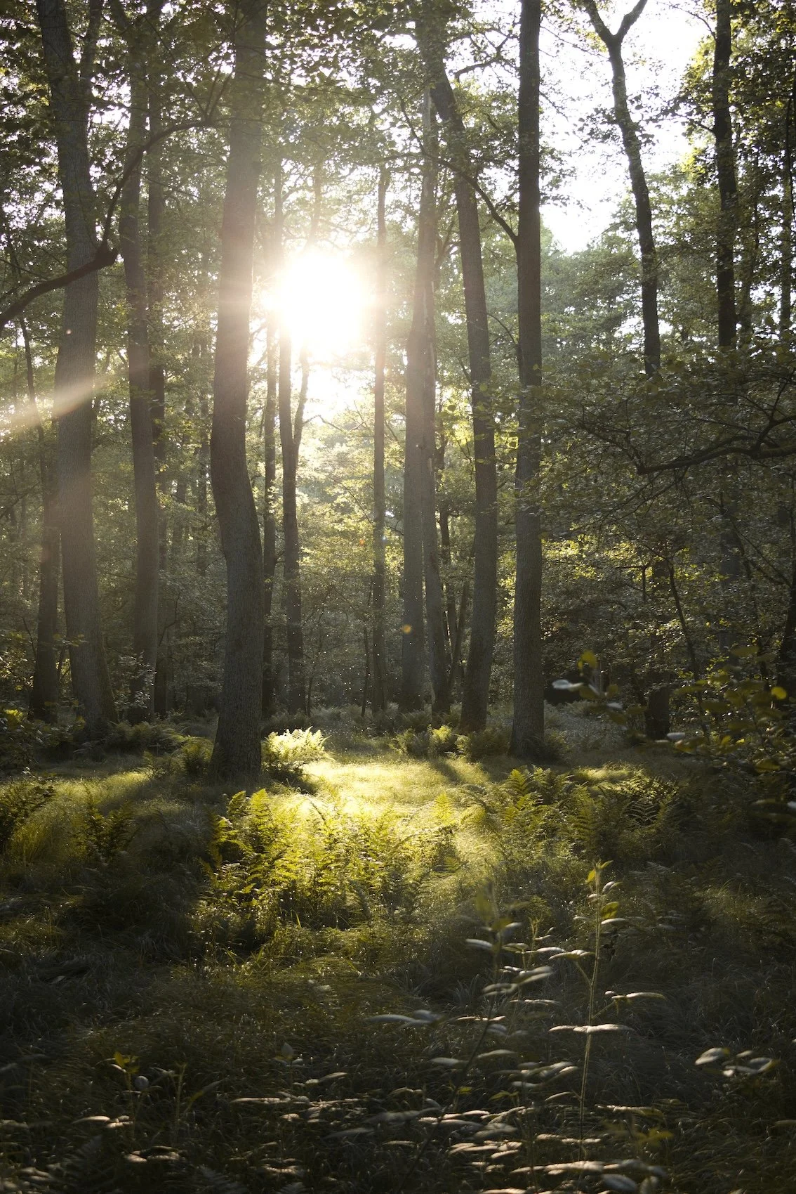 Sonnenstrahlen scheinen durch Bäume in einem Wald, leuchtendes Gras und Buschwerk im Vordergrund.