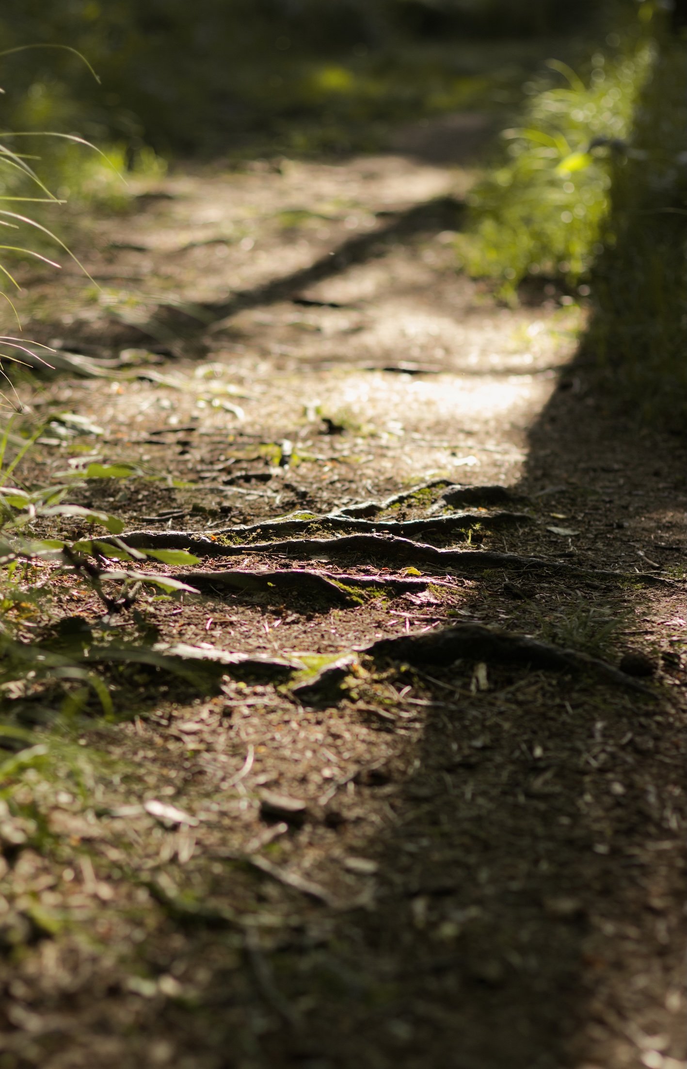 Ein schmaler, gewundener Wanderweg im Schatten eines Waldes, mit sichtbaren Baumwurzeln auf der Erde.