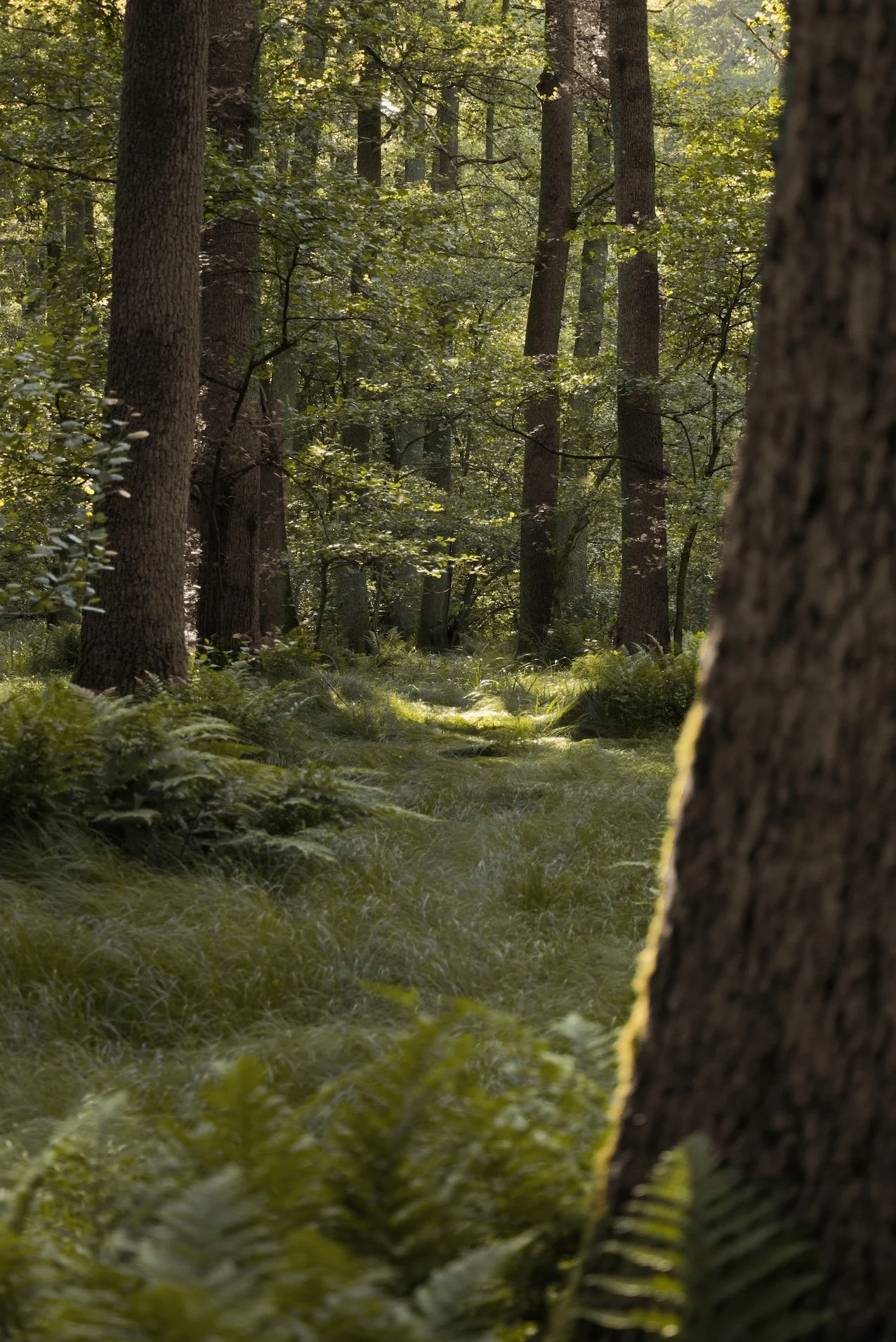 Eine schattige Lichtung im Wald wo ein Sonnenstrahl den grasigen Boden erhellt