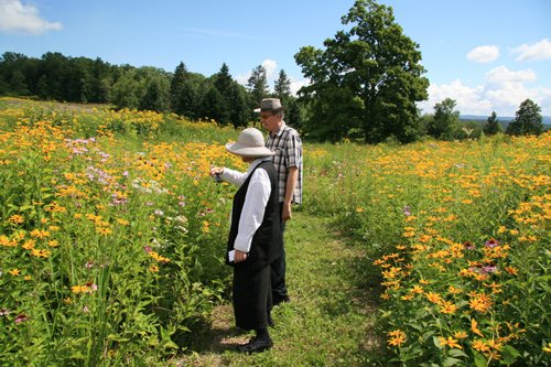 Wildflowers to Plant in Spring for a Summer Color Explosion in Your Yard