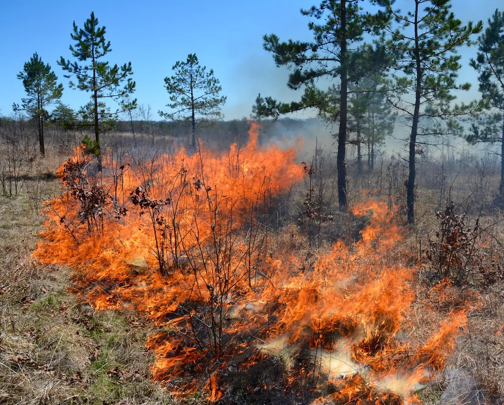 Bridgestone Firestone Wildlife Management Area, Sparta, TN