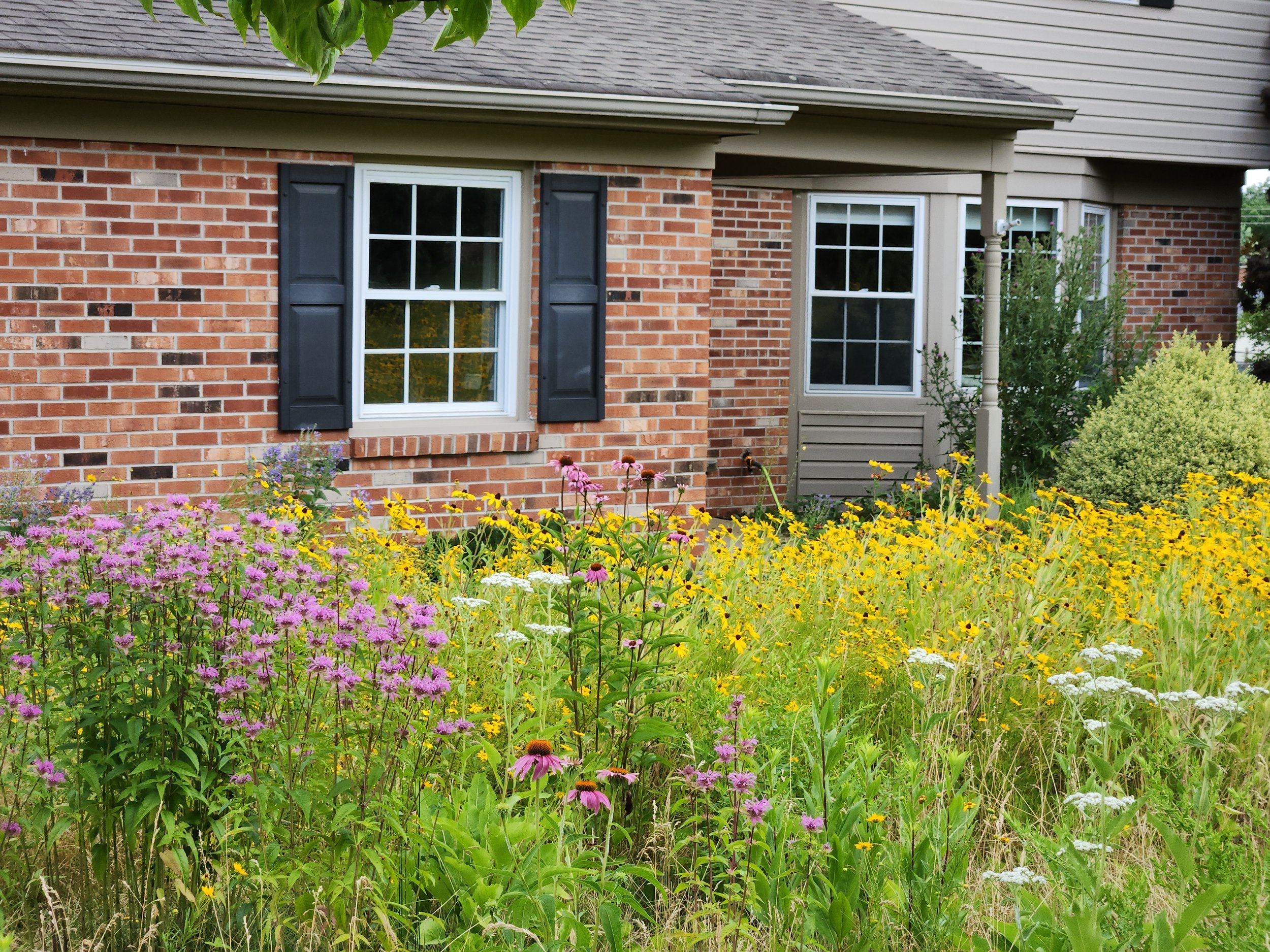 An Experiment in Organic Lawn to Meadow Conversion: A Timeline