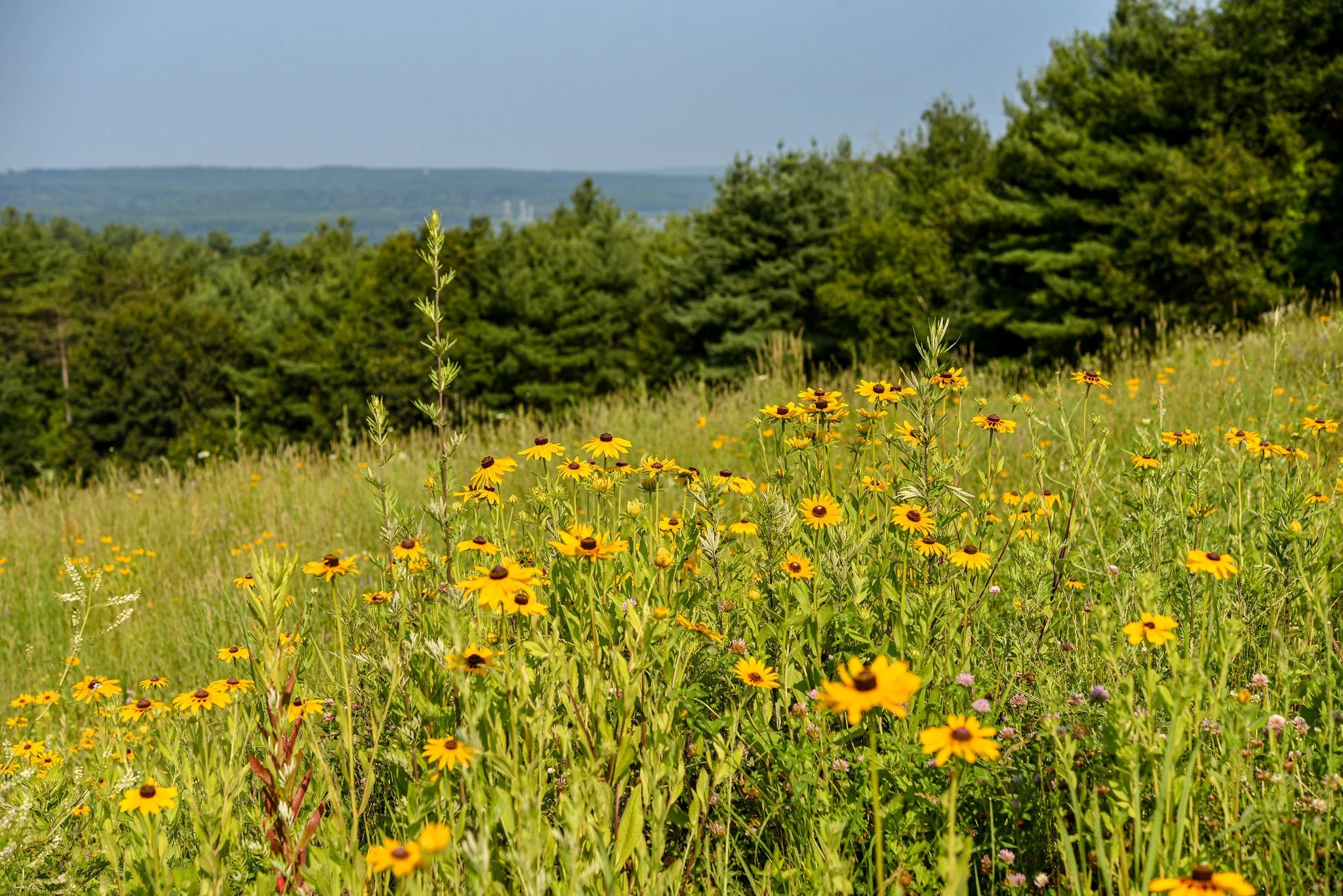 Meadow at New England Botanic Garden at Tower Hill