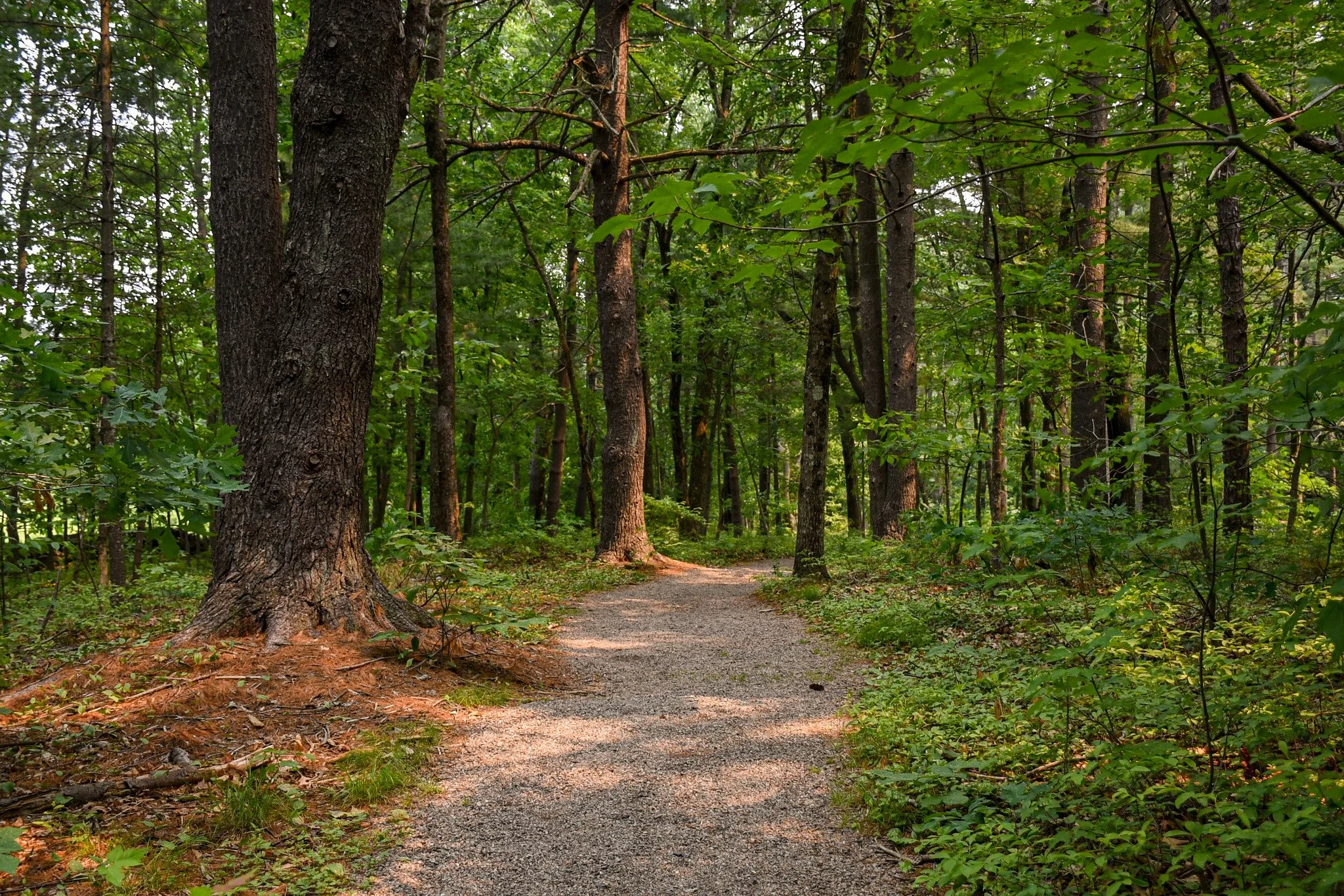 Woodland path at New England Botanic Garden at Tower Hill