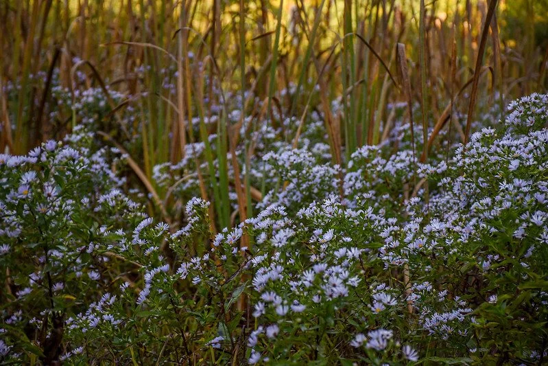 Meadow at New England Botanic Garden at Tower Hill