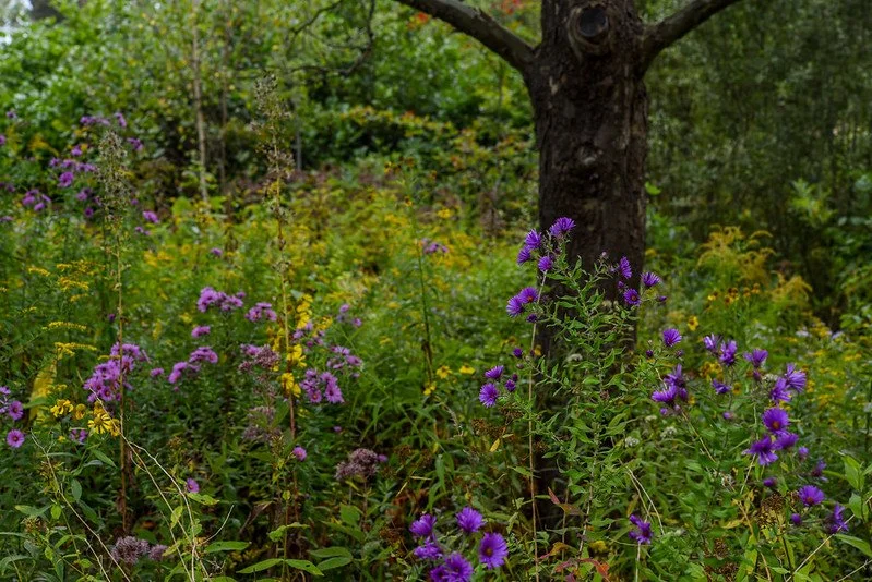 Woodland meadow at New England Botanic Garden at Tower Hill
