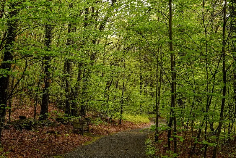 Woodland path at New England Botanic Garden at Tower Hill