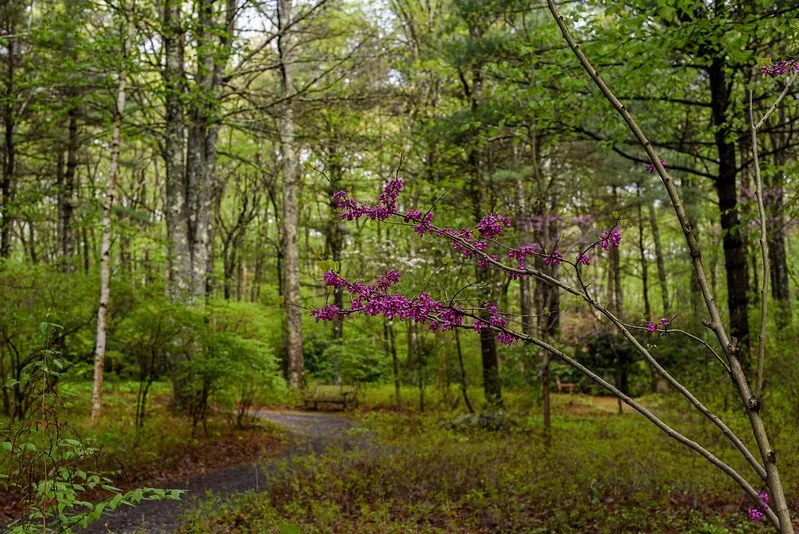 Woodland at New England Botanic Garden at Tower Hill