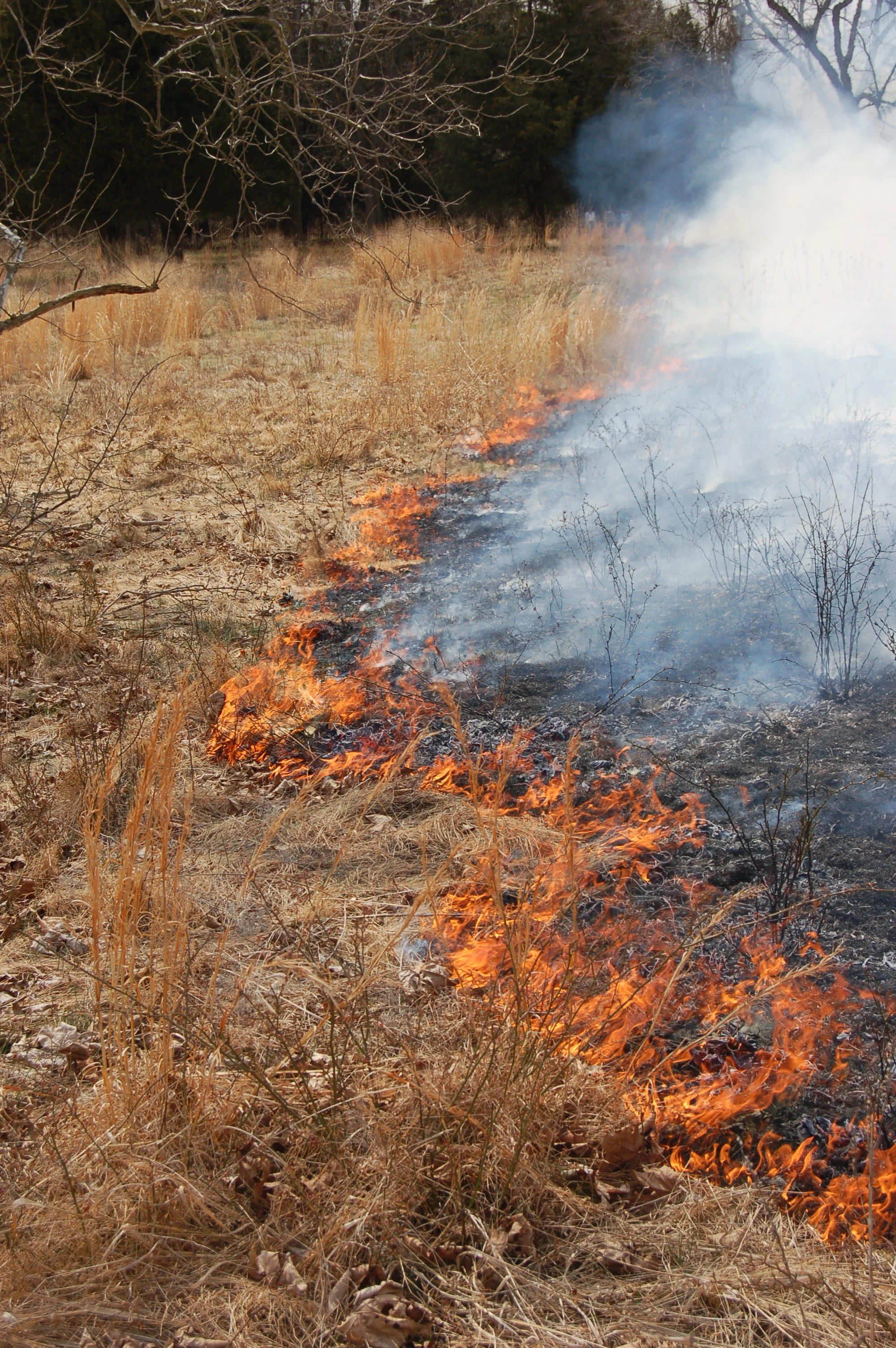 Utilizing Natural Disturbances in the Establishment and Maintenance of Prairie Vegetation (Fall Virtual Series)