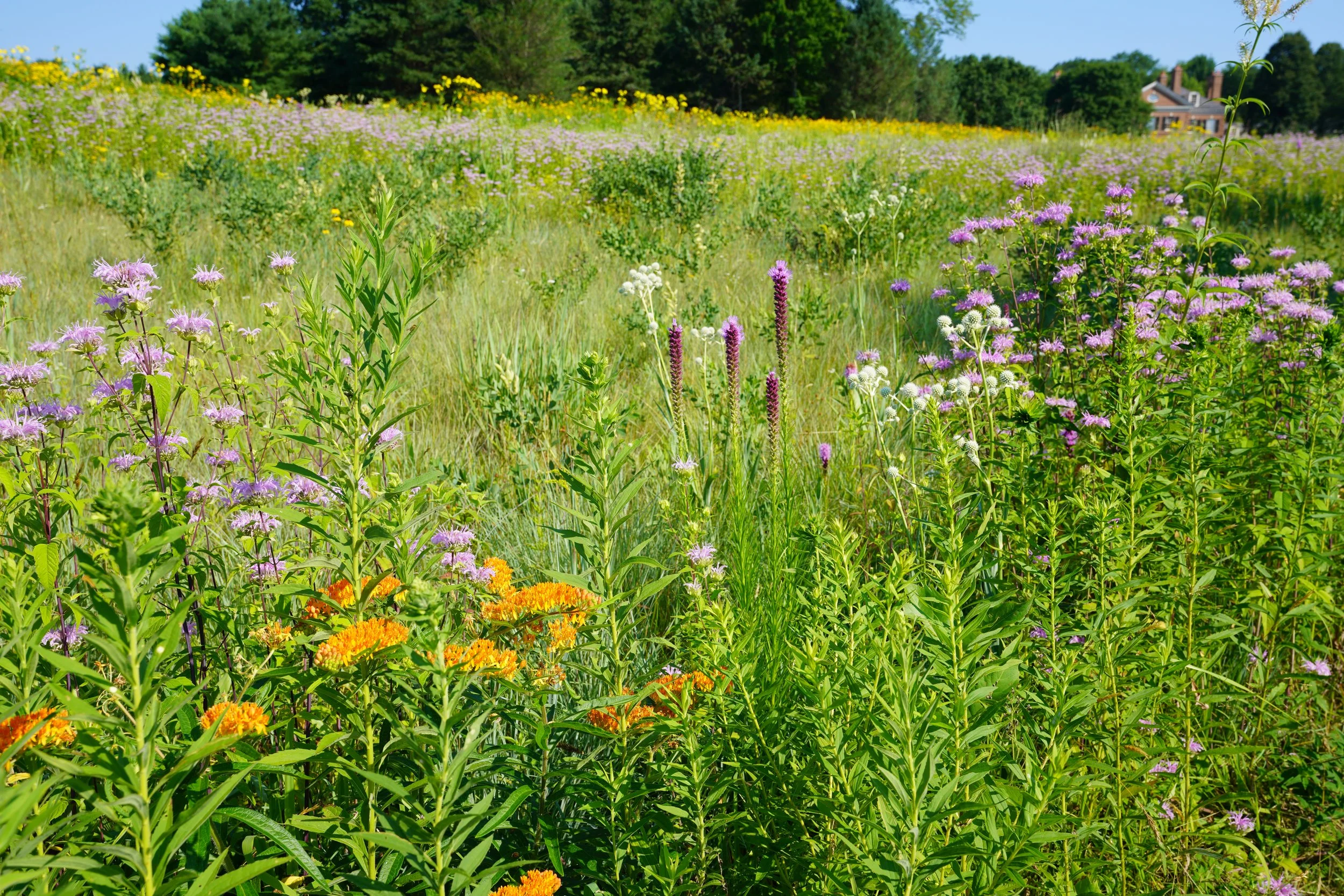 Seed Mix Formulation for Native Meadows (Fall Virtual Series)