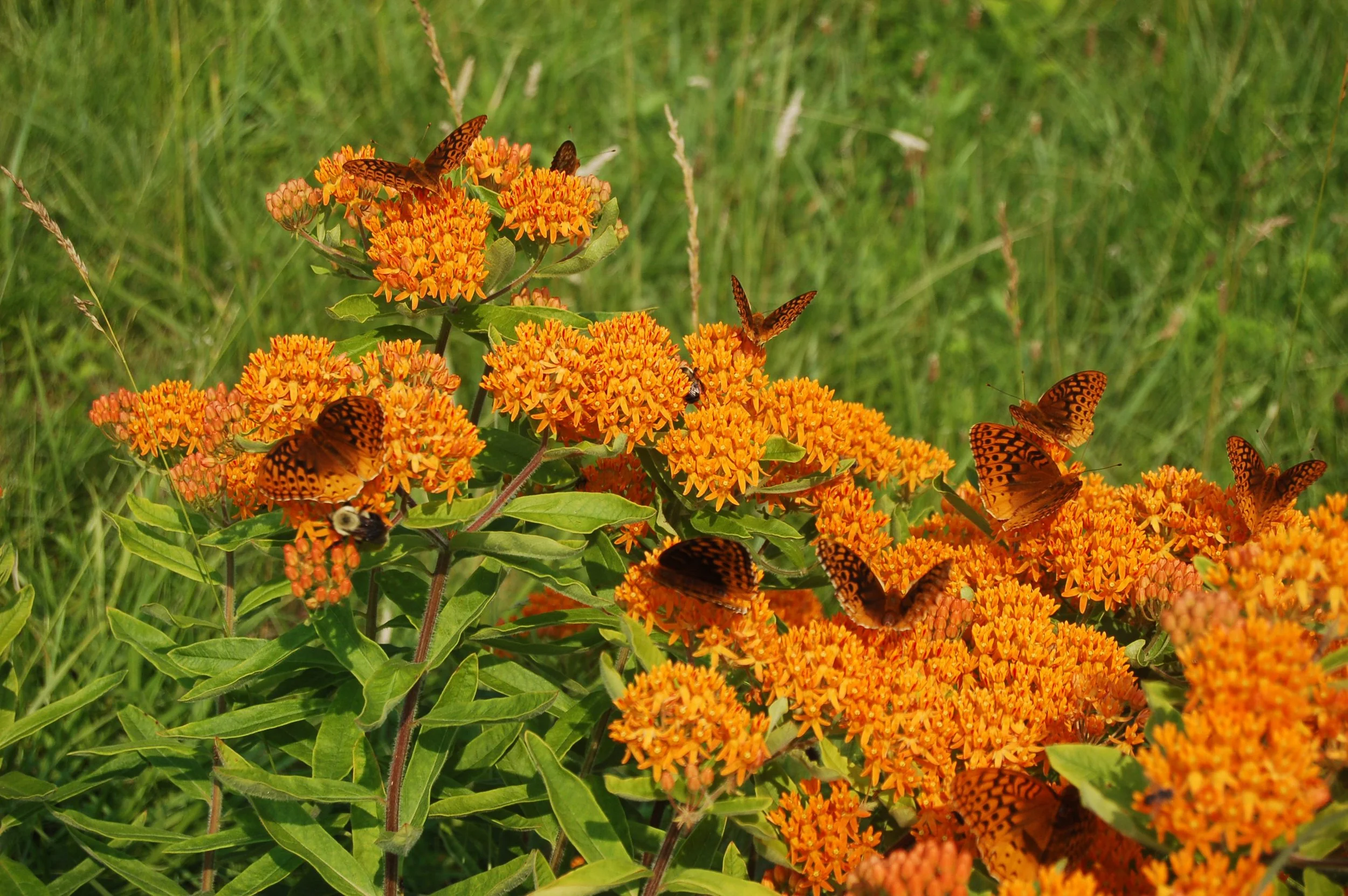 Tallamy and Weaner: A Season by Season Guide to Plant-Wildlife Connections (Fall Virtual Series)