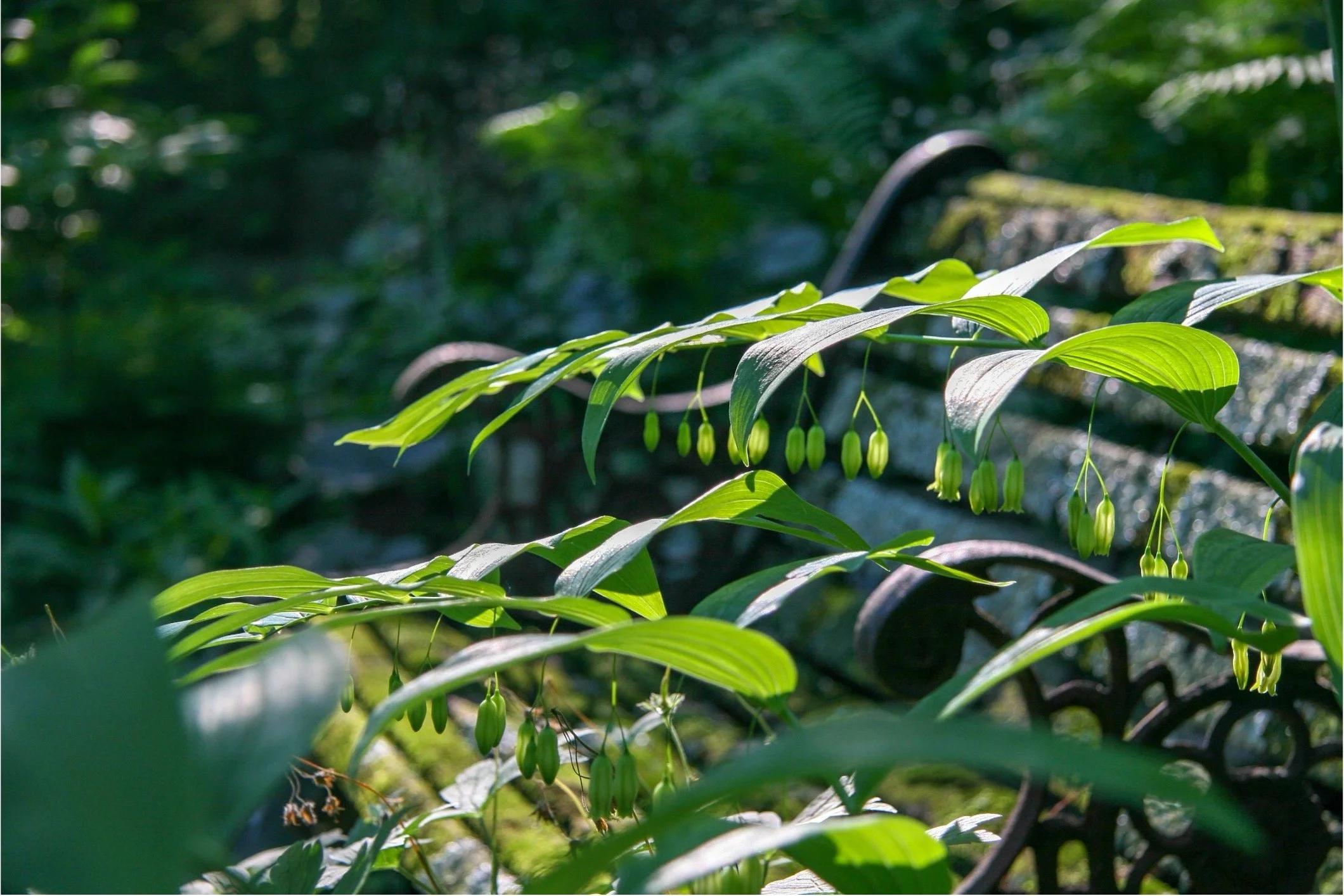 Adventures in Garden Wildening (Virtual Session)
