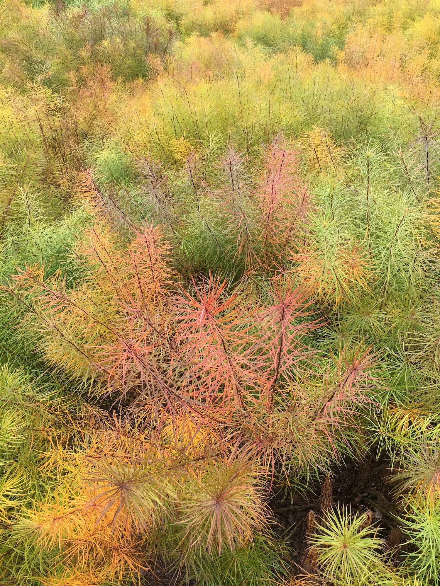 Plant Trials at Mt. Cuba (Virtual Session)