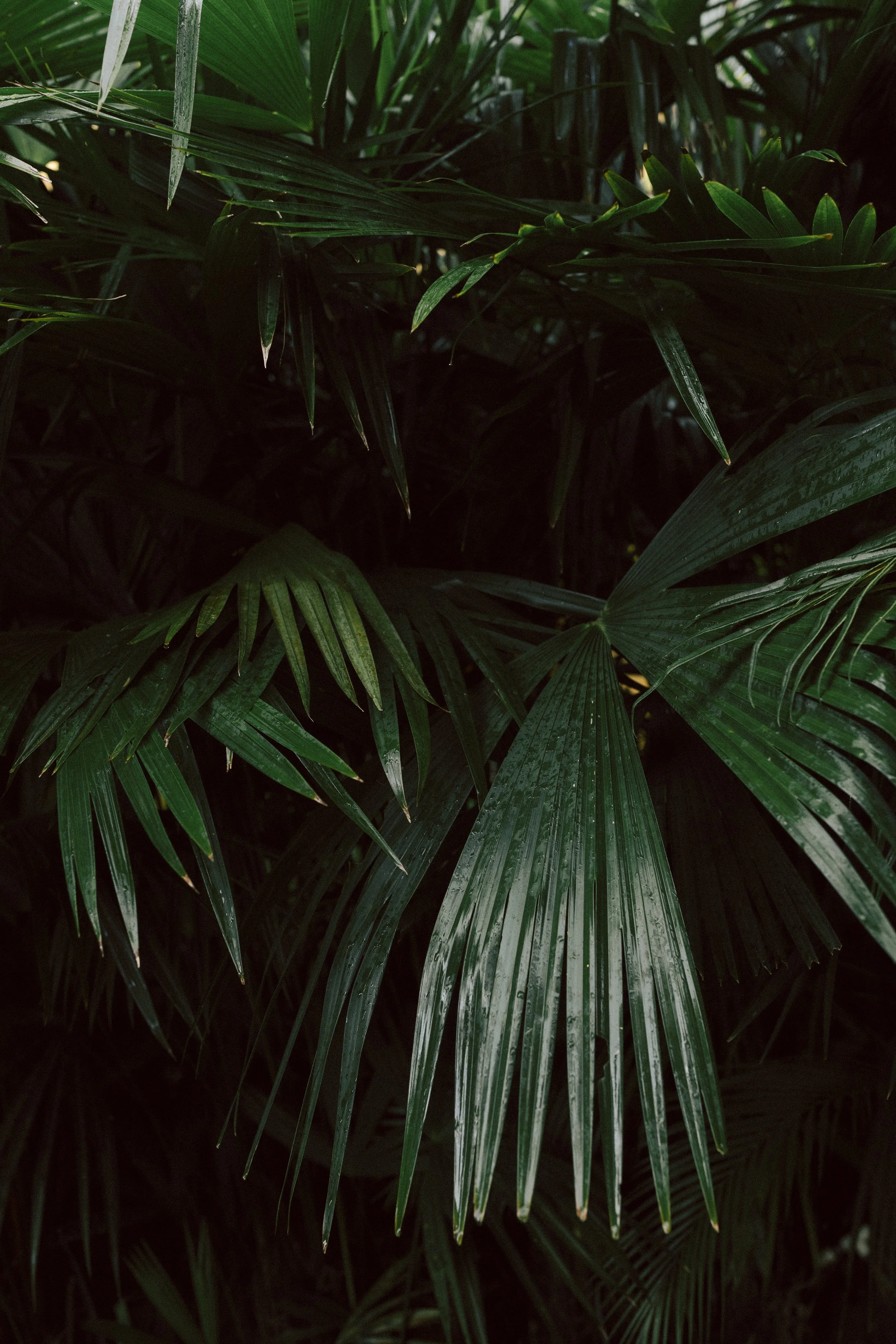 2 adelanto I&A-3.jpg