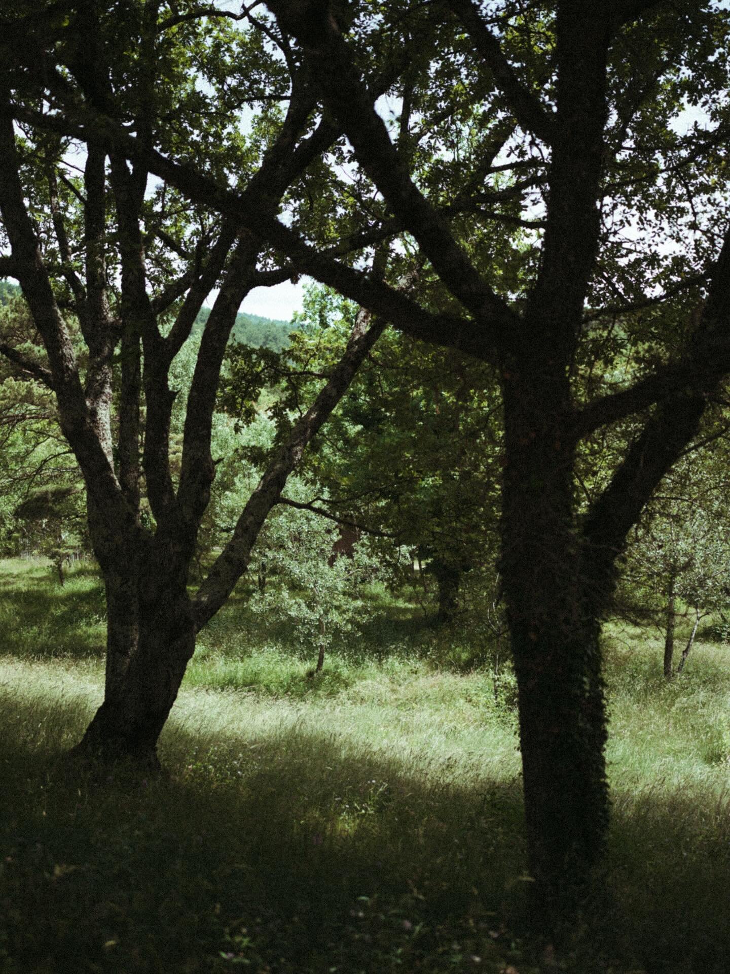 Quelques photos que je n&rsquo;aurais sans doute pas partag&eacute;es avant.
Trop simples peut-&ecirc;tre : des arbres, des fleurs, une belle lumi&egrave;re.
Et pourtant, ces images me font du bien. Quelque chose dans les lignes, les textures, la lum