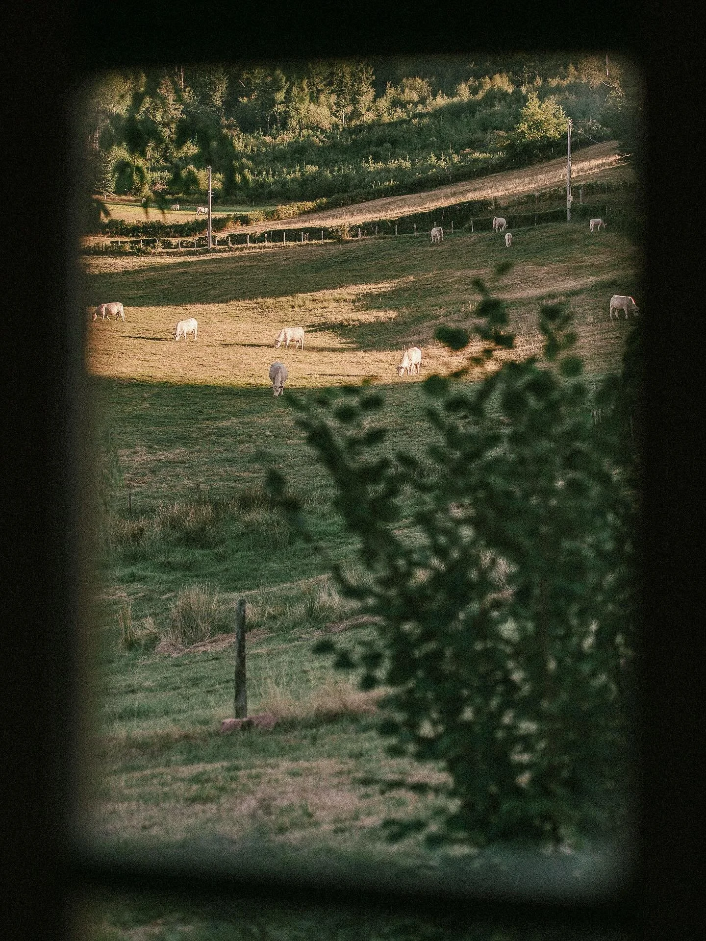Ceci est une image r&eacute;alis&eacute;e lors d&rsquo;un reportage photo de mariage.

Bien s&ucirc;r, il y a les photos de couple et tous les moments importants. Mais mon approche est plus large : je photographie aussi les instants qui ne sont pas c