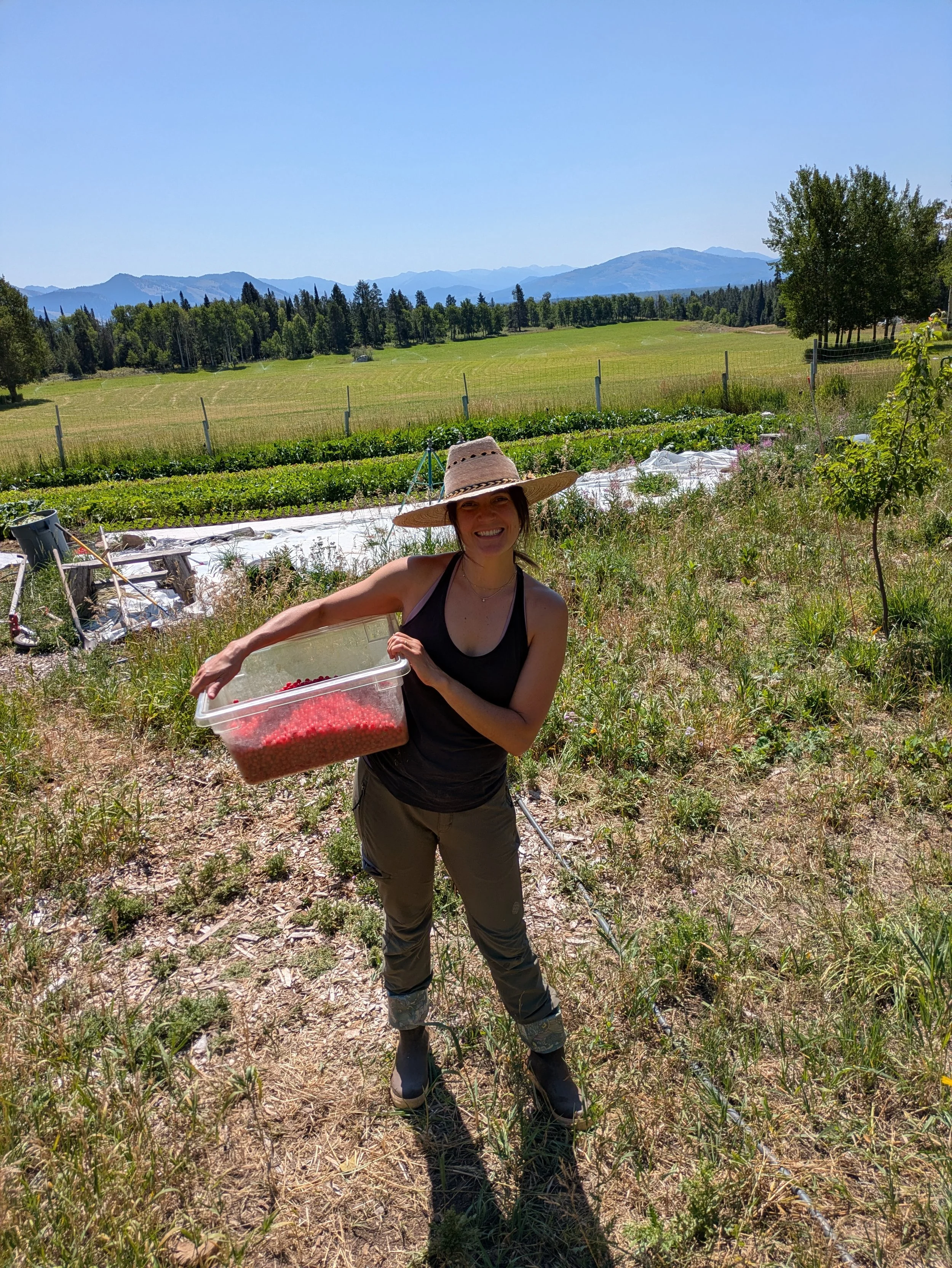 A woman wearing a large straw hat, black tank top, and khaki pants standing in a garden holding a clear plastic container with red berries. The background features a wide open field, trees, and distant mountains under a clear blue sky.