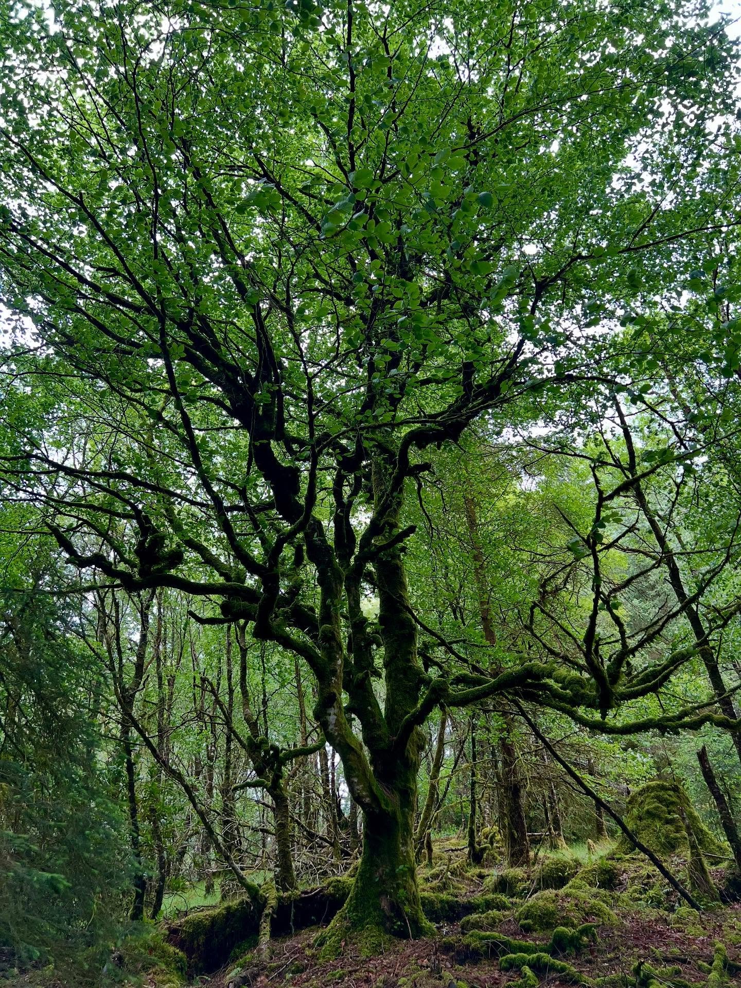 _

Ecstatic Dance &amp; Cacao Ceremony
28th of June 6-10pm 
St Columba&rsquo;s by the Castle, Edinburgh

Let the whole of nature move through you so that you become exalted through what makes you human; your limitless capacity to FEEL.

I am elated t