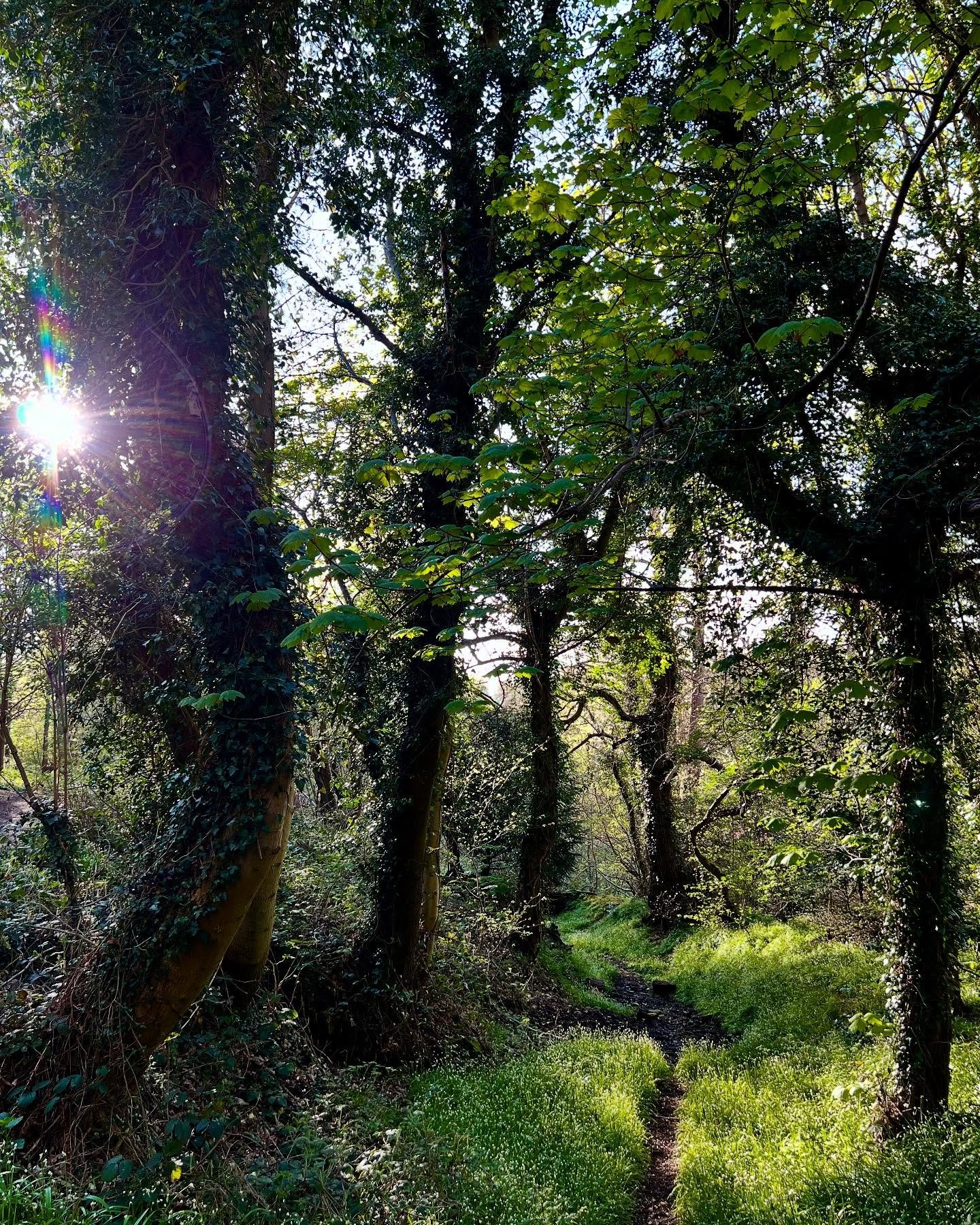 _

Outdoor Gentle Shamanic Yoga &amp; Cacao
16 of May 6-7:30pm
Woodburn House, 54 Canaan Lane, EH10 4SG( on the Astley Ainslie grounds).
Link to book in bio. 

This gorgeous sunshine falling lusciously across the whole of nature is such a joy! I imme