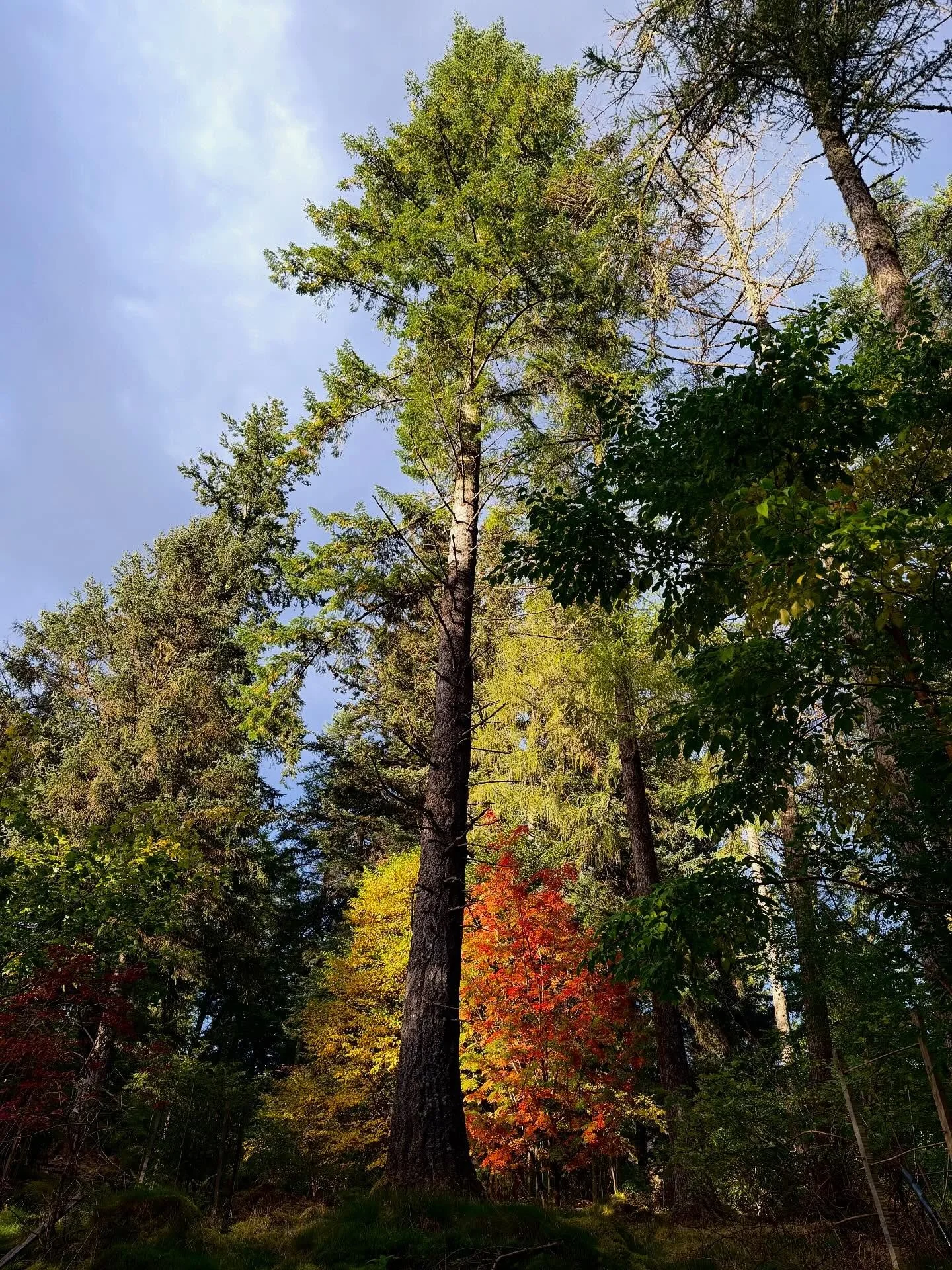 _

Forever in awe and in love with the fall.