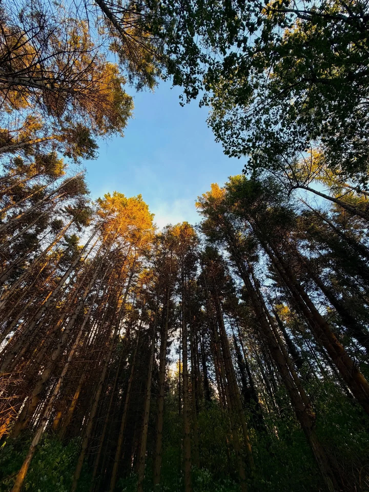 _
Nature&rsquo;s Coven-Stellar Bodies
Sagittarius-Ninth House
15th of Nov 6-9pm- Online through Zoom
16th of Nov 6-9pm- from the beautiful @the.yogashala 
 

The 9th House is traditionally ruled by Sagittarius, and it is the house where we seek wisdo