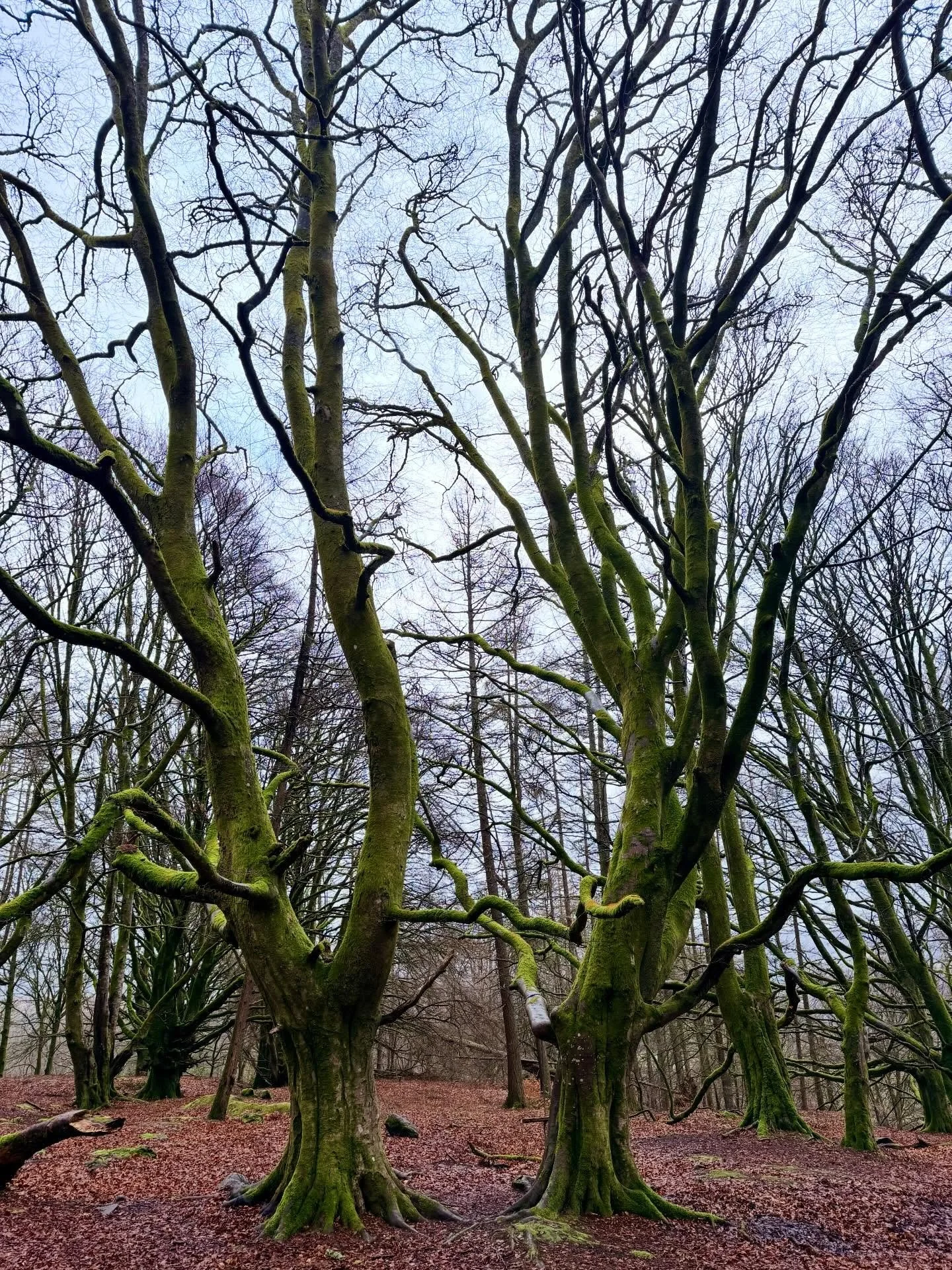 _

45 Years Old-The Angle of Perfect Symmetry-To exist between worlds. This is a point of balanced, structural stability, between the physical and spiritual plane.
 
Day 1 of 7
The Gift of a 1:1 1-Hour Gentle Shamanic Yoga Online
The yogis understand