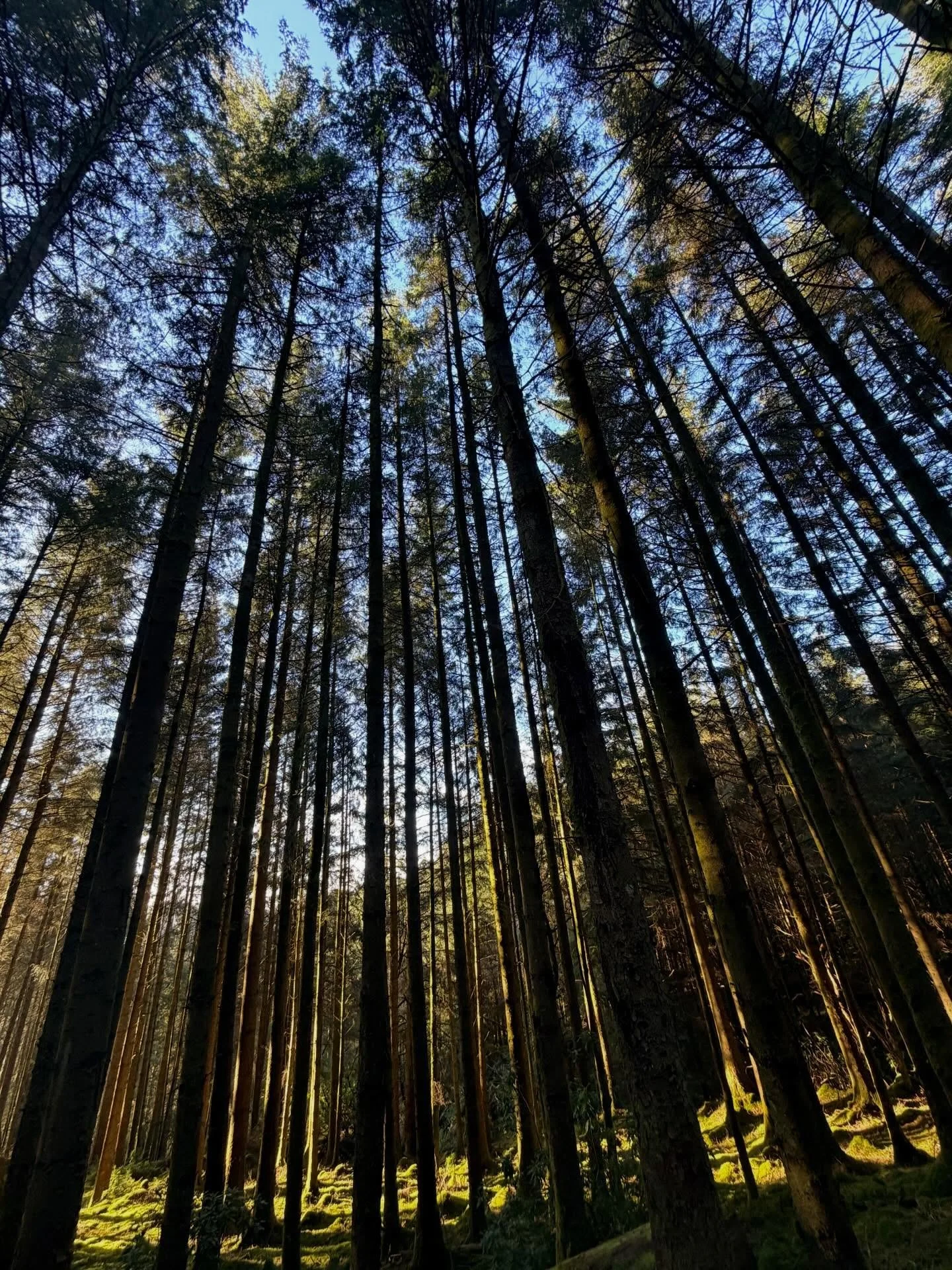 _

45 Years Old - The Angle of Perfect Symmetry- To exist between worlds. This is a point of balanced, structural stability, between the physical and spiritual planes.
 
Day 6 of 7

The Gift of attending any one of the Nature&rsquo;s Coven-Stellar Bo