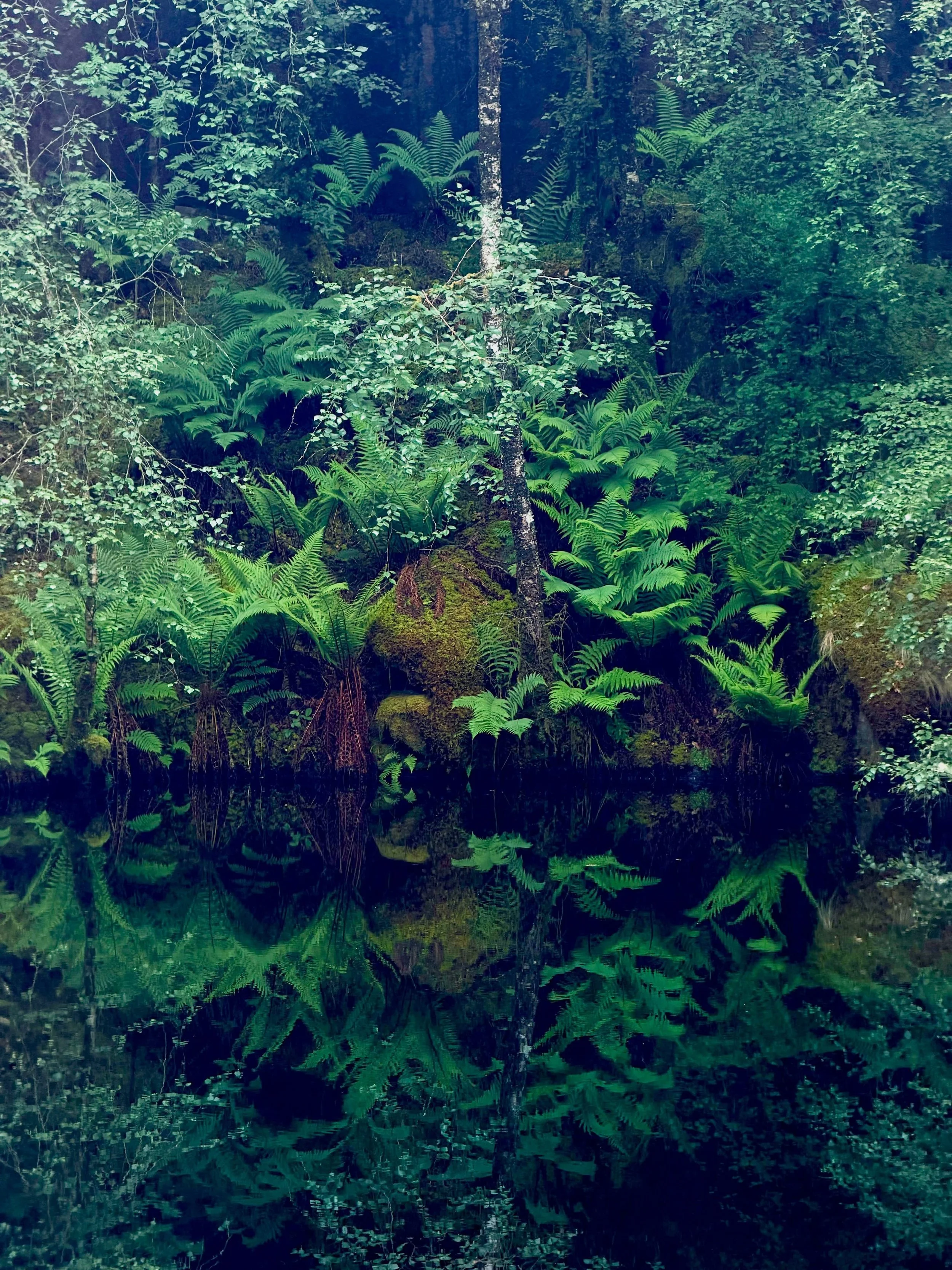 _
Nature&rsquo;s Coven-Stellar Bodies
The Living Altar
Black Moon Lilith 
20th of June 6-9pm Online 
21st of June 6-9pm In Person

How do we revere our natural, ungovernable female power rather than deny her?
 
Black Moon Lilith is the furthest point