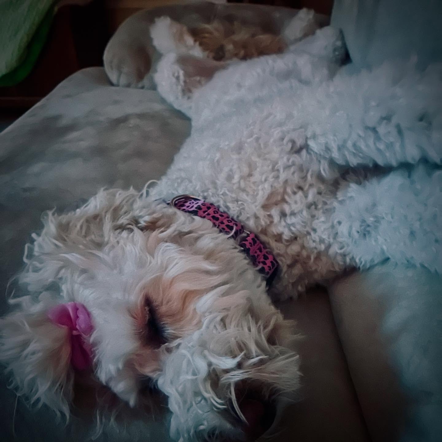 The laziest dog ever taking up all the couch.