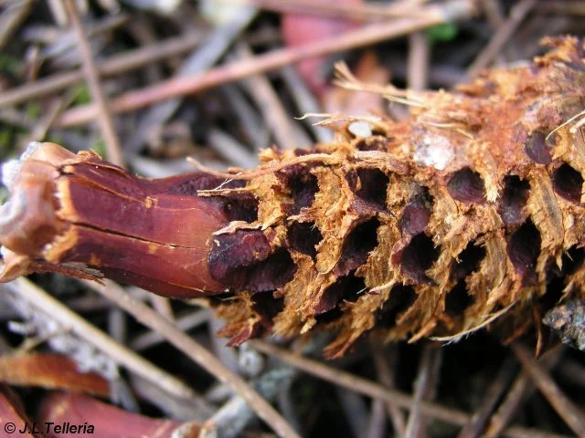 pinaroida.jpg