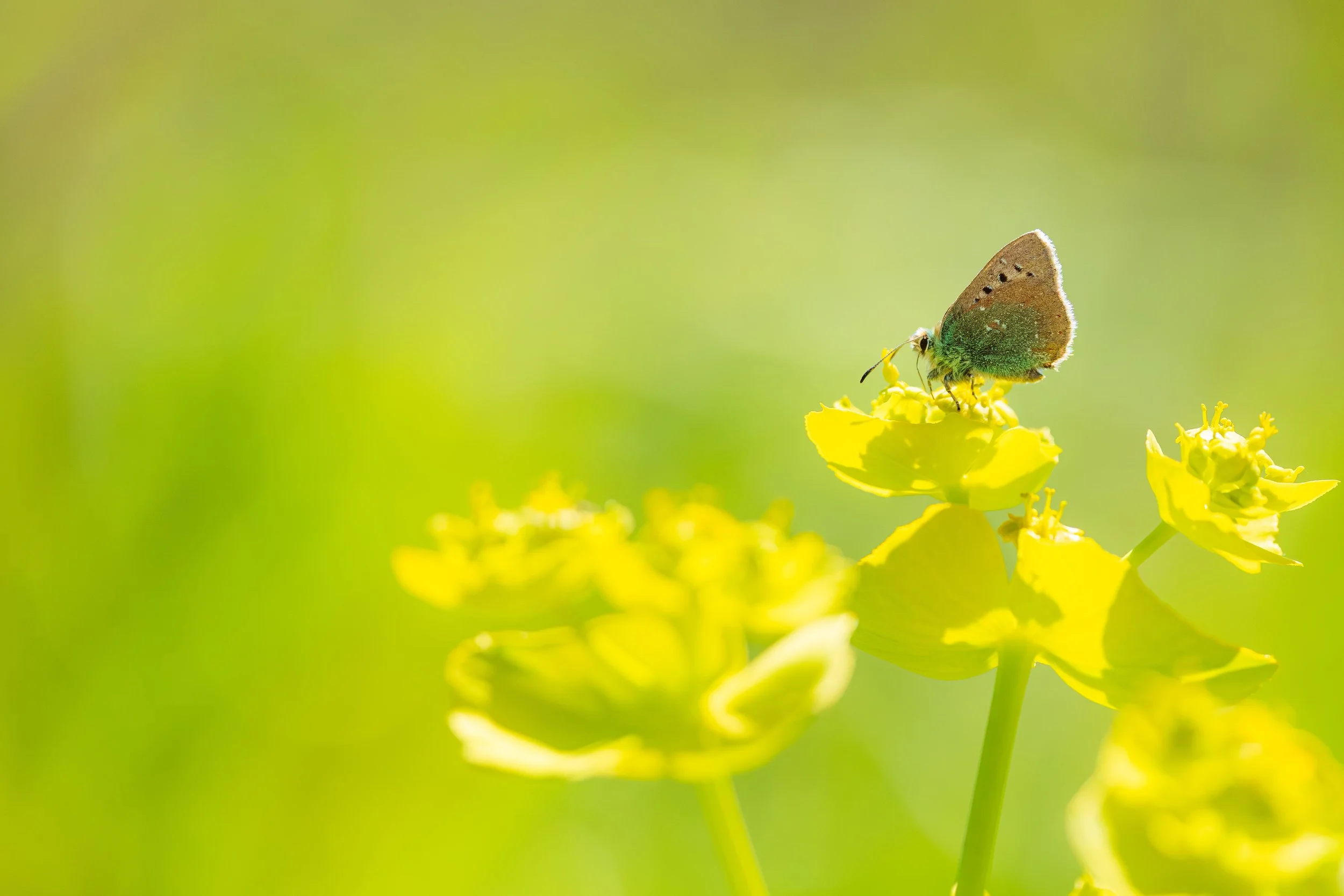 _O3A3776-Edit_ps.jpg