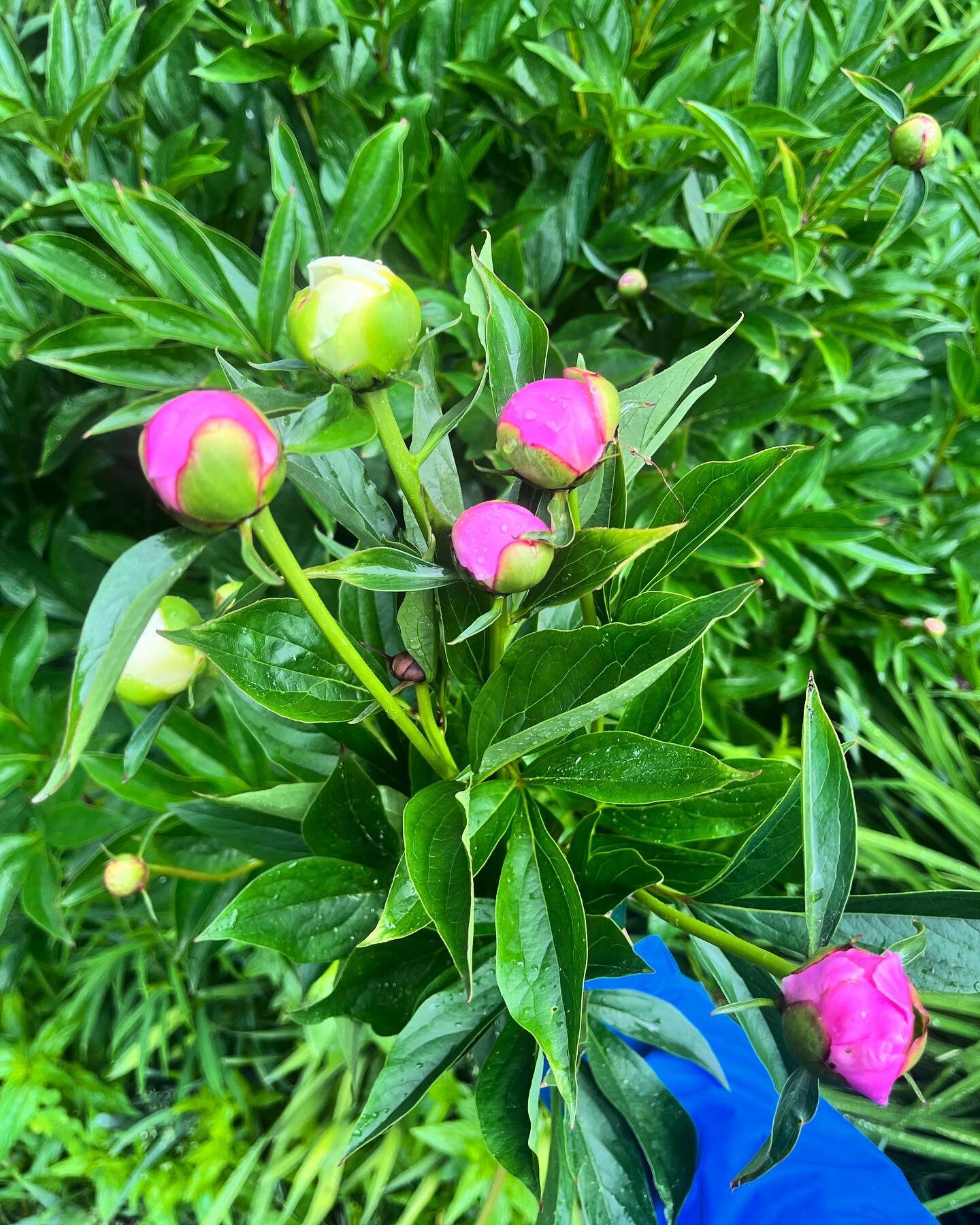 Peony season! The point in the year where our hearts leap for joy one minute, as we harvest these marshmallow-like buds (and then sprint them into the cooler). Then, seconds later, feel a sense of sadness when we pinch hundreds of buds off the younge