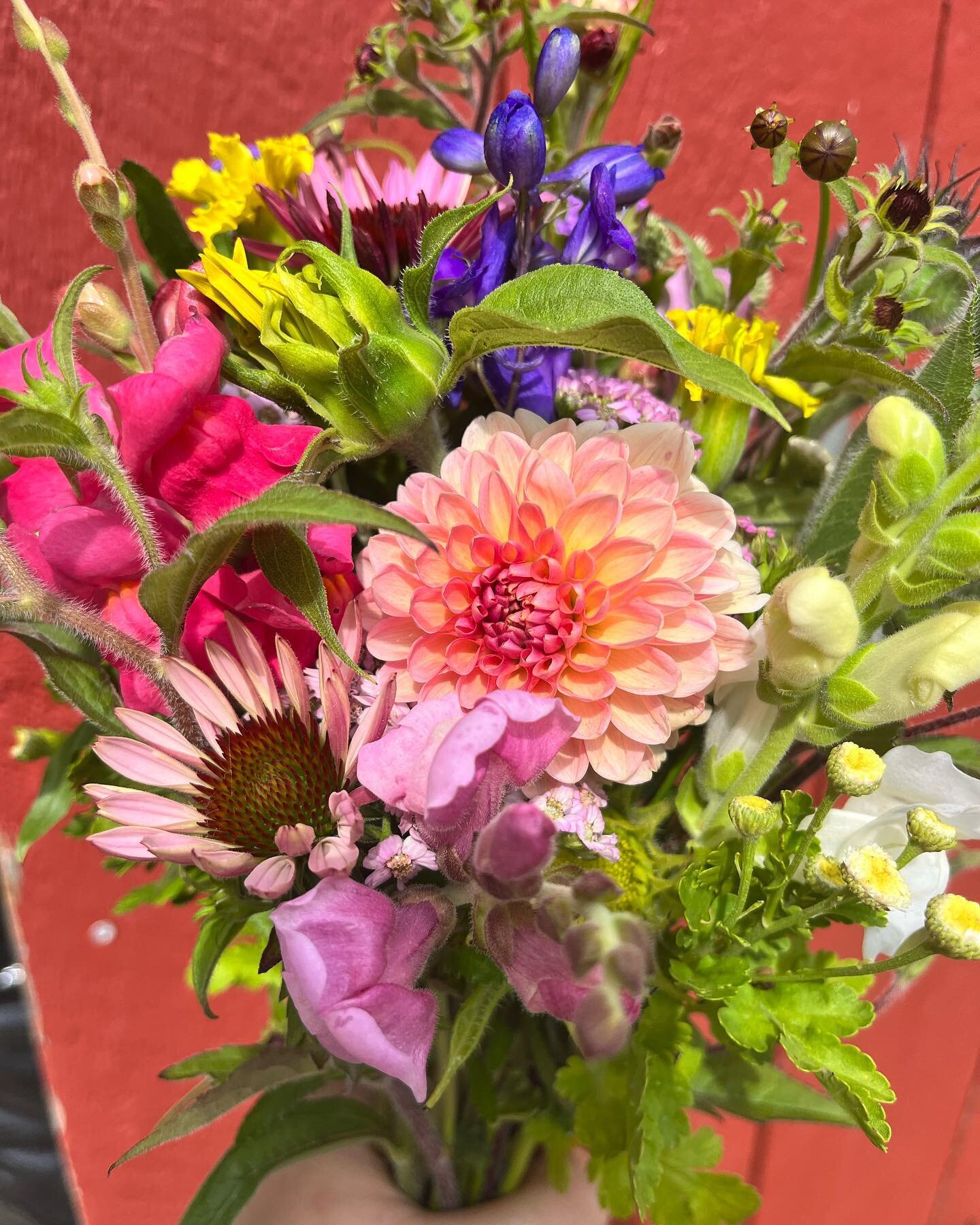 What a difference a day makes (except if you&rsquo;re a flower looking for rain). Lots of new blooms&mdash;dahlias, sweet peas, ageratum, echinacea&mdash;in the bouquets just dropped at @wildoatsbakery and The Vegetable Corner (Harpswell). Ready for 