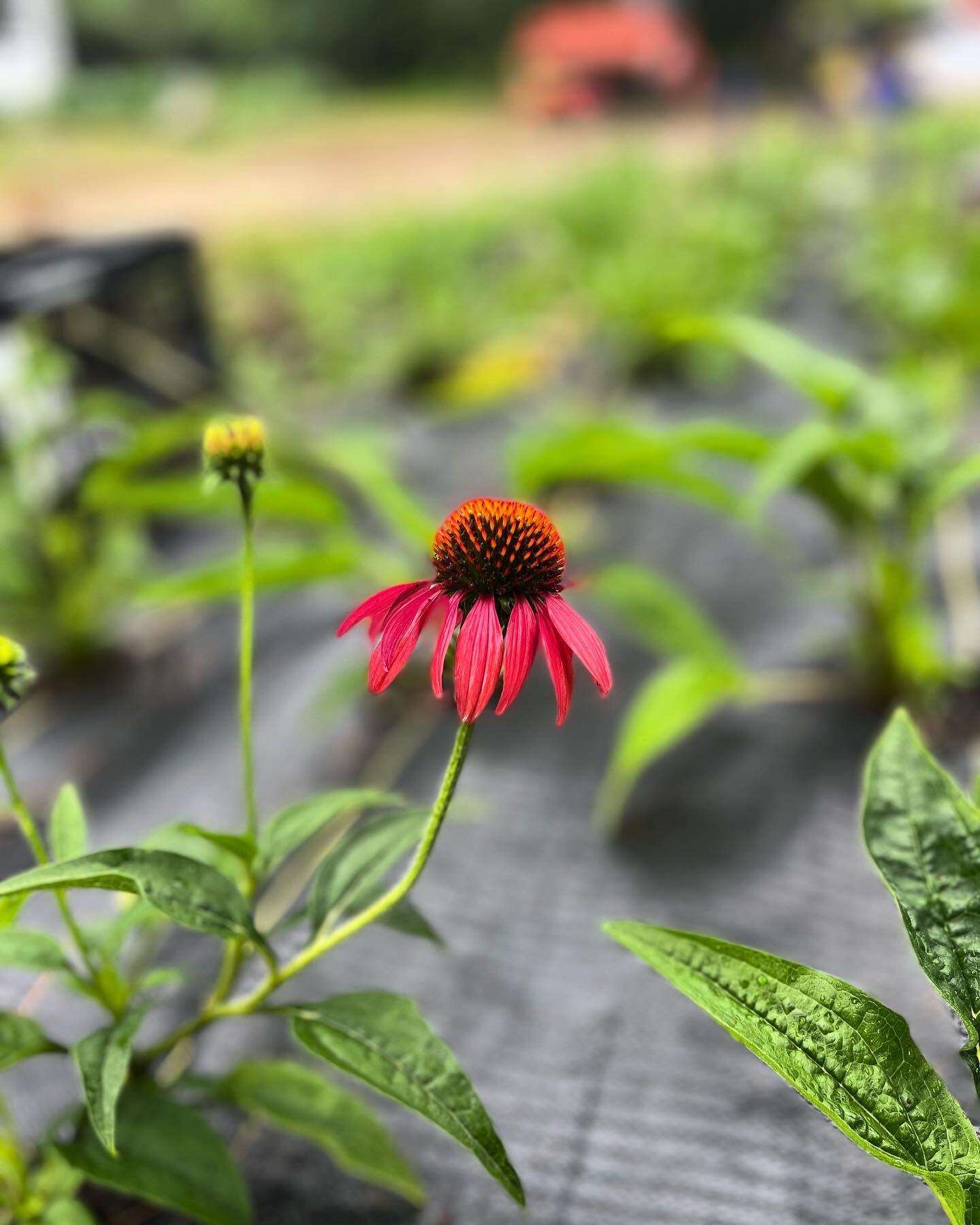 Heading into August, we want to thank you all for your continued support and encouragement of our family flower farm. While we&rsquo;ve shared more blooms with friends, earlier than ever before, it&rsquo;s being privy to your stories of how flowers c