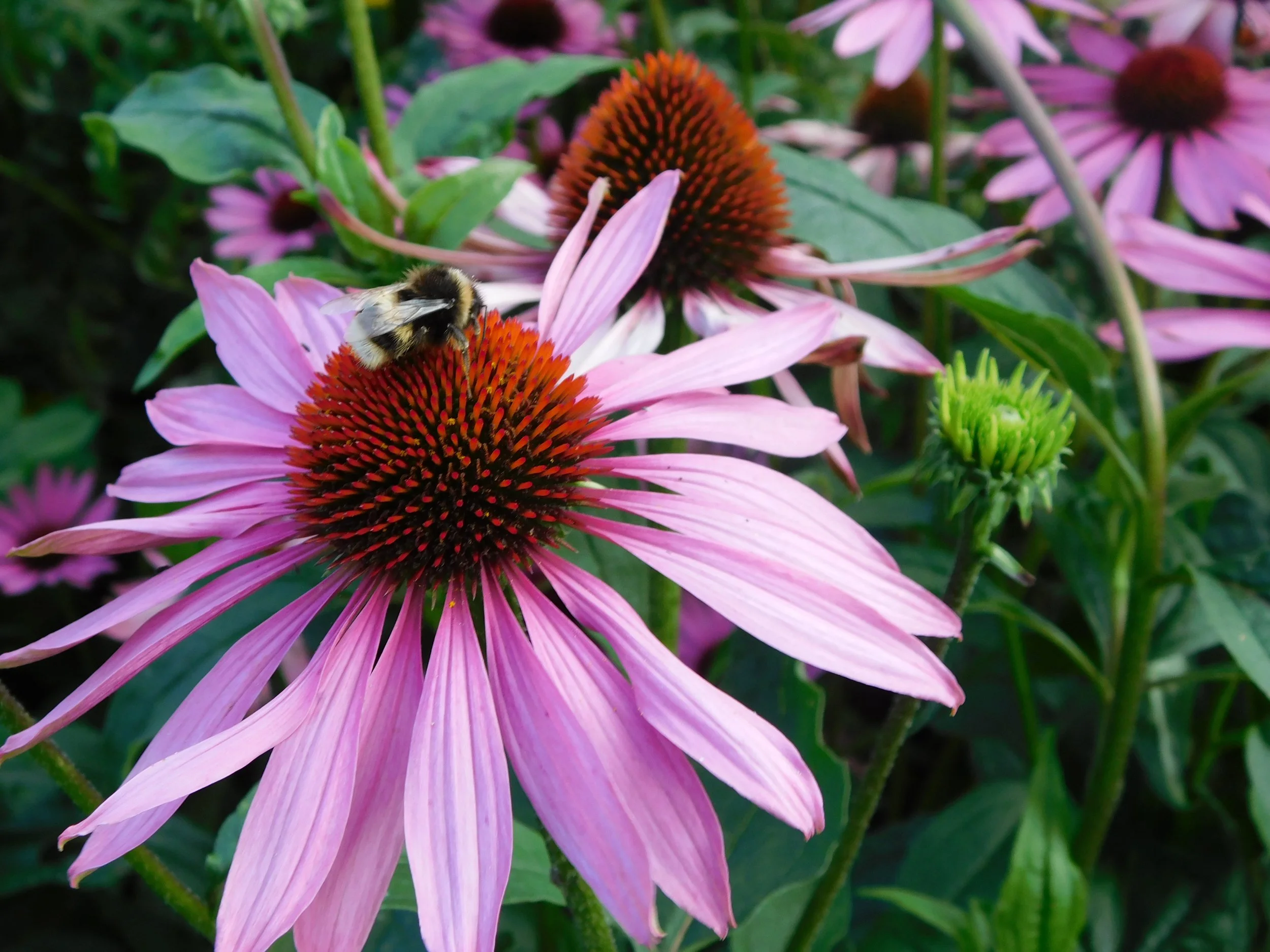 4 ways herbal remedies can support your CFS recovery 