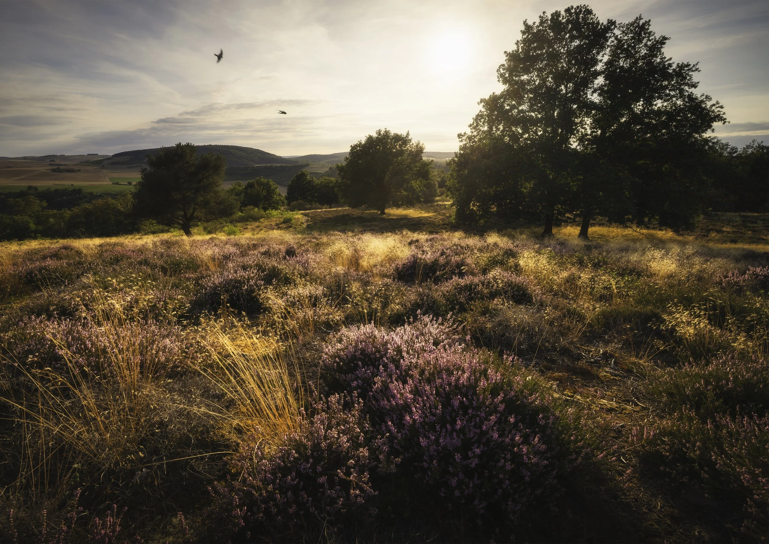 Heide Rheinhessen DIN.jpg